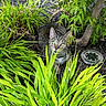 Abby My Tabby joined the competition — help win amazing prizes! cat, tabby_cat, green_eyes, garden, foliage, plants, tree, solar_light, outdoor, nature, greenery, curious, animal, pet, mammal, leaf, bush, daylight, close_up, camouflage