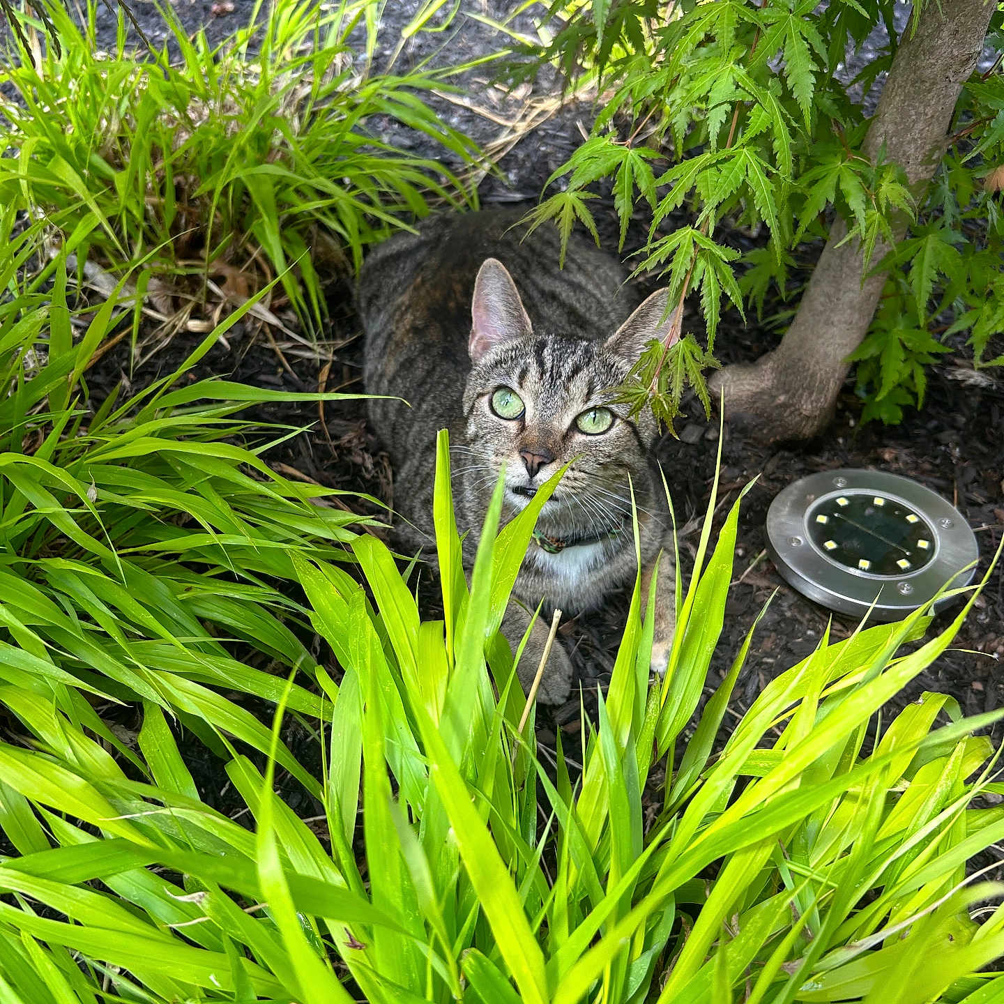 Abby My Tabby joined the competition — help win amazing prizes! cat, tabby_cat, green_eyes, garden, foliage, plants, tree, solar_light, outdoor, nature, greenery, curious, animal, pet, mammal, leaf, bush, daylight, close_up, camouflage