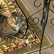 Abby My Tabby is registered to the contest to win money with this photo: cat, tabby_cat, toy_mouse, rug, patterned_rug, floor, wooden_floor, furniture_leg, metal_furniture, indoor, pet, animal, whiskers, green_eyes, curious, paw, striped, playful, resting, closeup