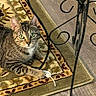 cat, tabby_cat, toy_mouse, rug, patterned_rug, floor, wooden_floor, furniture_leg, metal_furniture, indoor, pet, animal, whiskers, green_eyes, curious, paw, striped, playful, resting, closeup