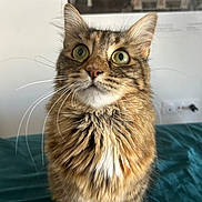 Yumi a rejoint le concours — aidez-le/la à gagner de superbes lots ! animal, background, cat, close_up, curious, cute, domestic_cat, feline, fur, green_eyes, indoor, long_hair, looking_up, pet, portrait, sitting, tabby, teal_surface, whisker, whiskers