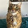 animal, background, cat, close_up, curious, cute, domestic_cat, feline, fur, green_eyes, indoor, long_hair, looking_up, pet, portrait, sitting, tabby, teal_surface, whisker, whiskers
