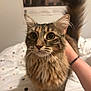 Yumi participe au concours pour gagner de l'argent avec cette photo : animal, bed, cat, close_up, companionship, curious_eyes, cute, domestic_animal, feline, fluffy, fur, hand, indoor, mammal, pet, polka_dot, portrait, soft_lighting, tabby, whiskers