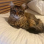 animal, bed, bedding, cat, cozy, cute, ears, feline, fur, household, indoor, pet, pillow, portrait, relaxed, resting, tabby_cat, tail, whiskers, wooden_headboard