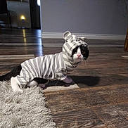 Ninja joined the competition — help win amazing prizes! cat, pet, animal, costume, hoodie, striped, black_and_white, floor, wooden_floor, rug, indoor, curious, cute, small, ears, whiskers, domestic, feline, looking, sitting