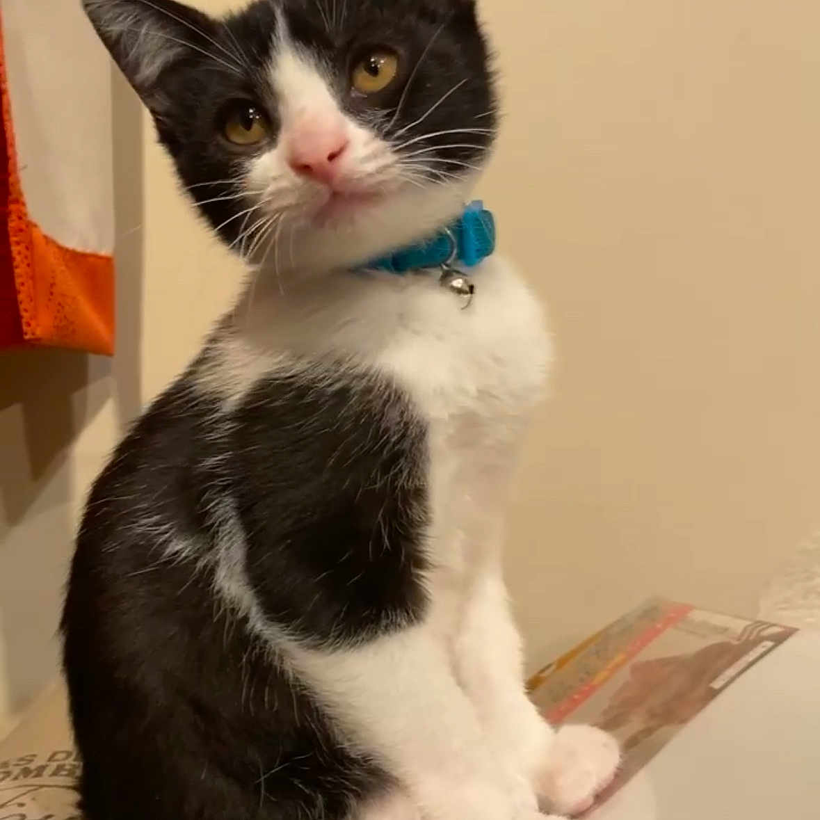 Ninja is registered to the contest to win money with this photo: animal, bell, black_and_white, cat, collar, curious, cute, domestic, ears, feline, fur, head_tilt, indoor, kitten, pet, portrait, sitting, whiskers, yellow_eyes, young