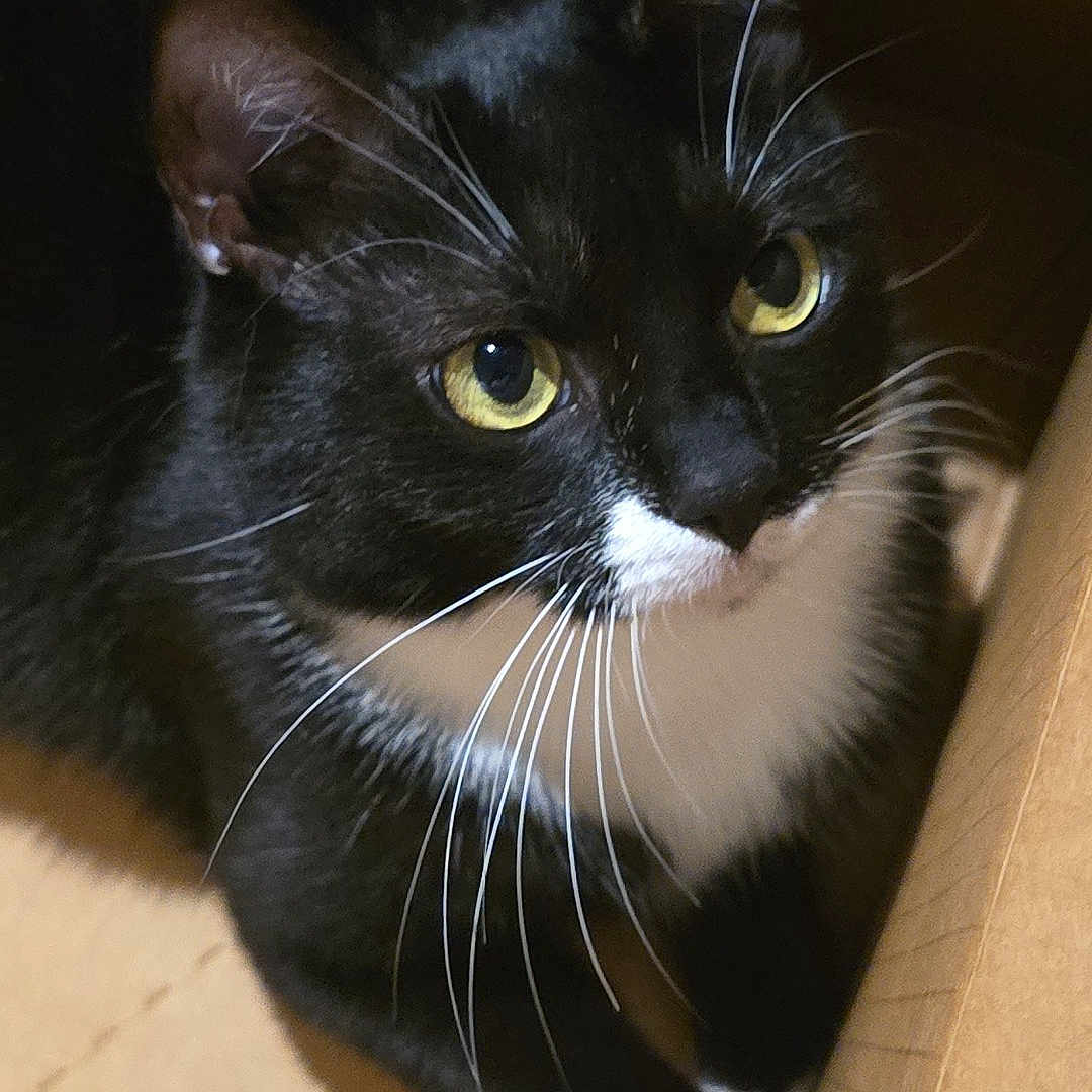 Bassie is registered to the contest to win money with this photo: adorable, animal, black_and_white, box, cardboard_box, cat, close_up, curious, cute, domestic_cat, feline, fur, indoor, paw, pet, playful, small, tuxedo_cat, whiskers, yellow_eyes
