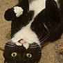 animal, black_and_white, carpet, cat, close_up, curious, cute, ears, feline, fur, indoor, lying_down, paw, pet, pink_nose, relaxed, tuxedo_cat, upside_down, whiskers, yellow_eyes