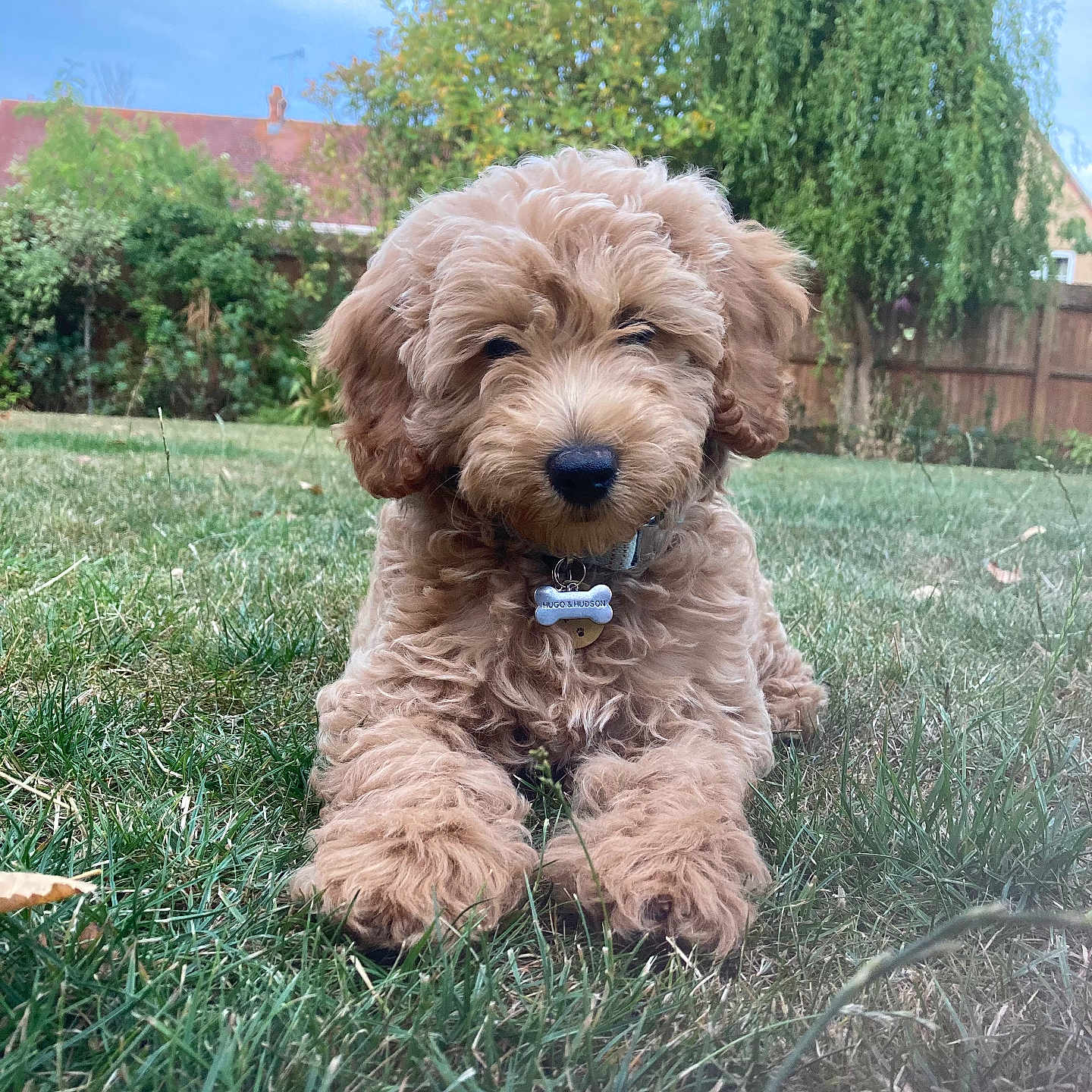 Nala joined the competition — help win amazing prizes! airedale, animal, architecture, building, canine, dog, field, grass, grassland, lawn, nature, outdoors, pet, plant, poodle, puppy, terrier, tree, vegetation, yard