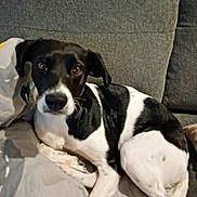 Angéle participe au concours pour gagner de l'argent avec cette photo : dog, pet, black_and_white, mixed_breed, floppy_ears, lying_down, couch, sofa, blanket, indoor, home, portrait, animal, canine, relaxed, staring, white_fur, black_fur, front_view, cozy