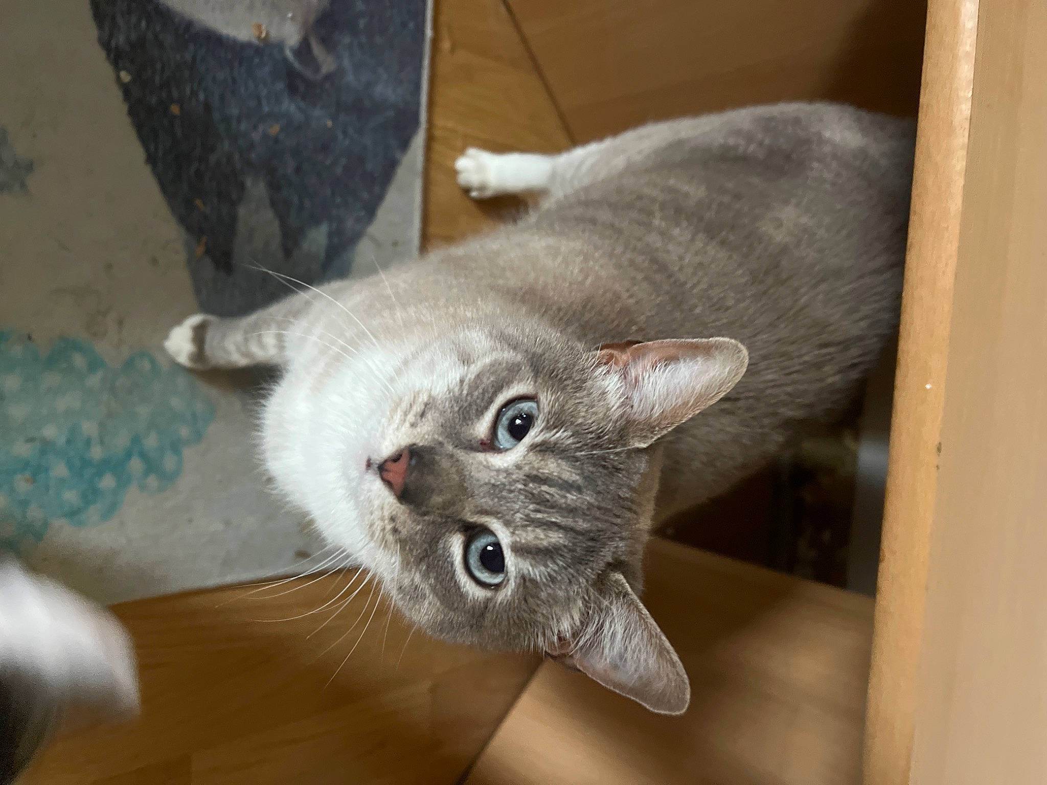 Chiara a rejoint le concours — aidez-le/la à gagner de superbes lots ! carnivore, cat, cat_bed, cat_supply, cat_toy, comfort, domestic_short_haired_cat, ear, eye, fawn, felidae, fur, paw, russian_blue, small_to_medium_sized_cats, snout, tail, whiskers