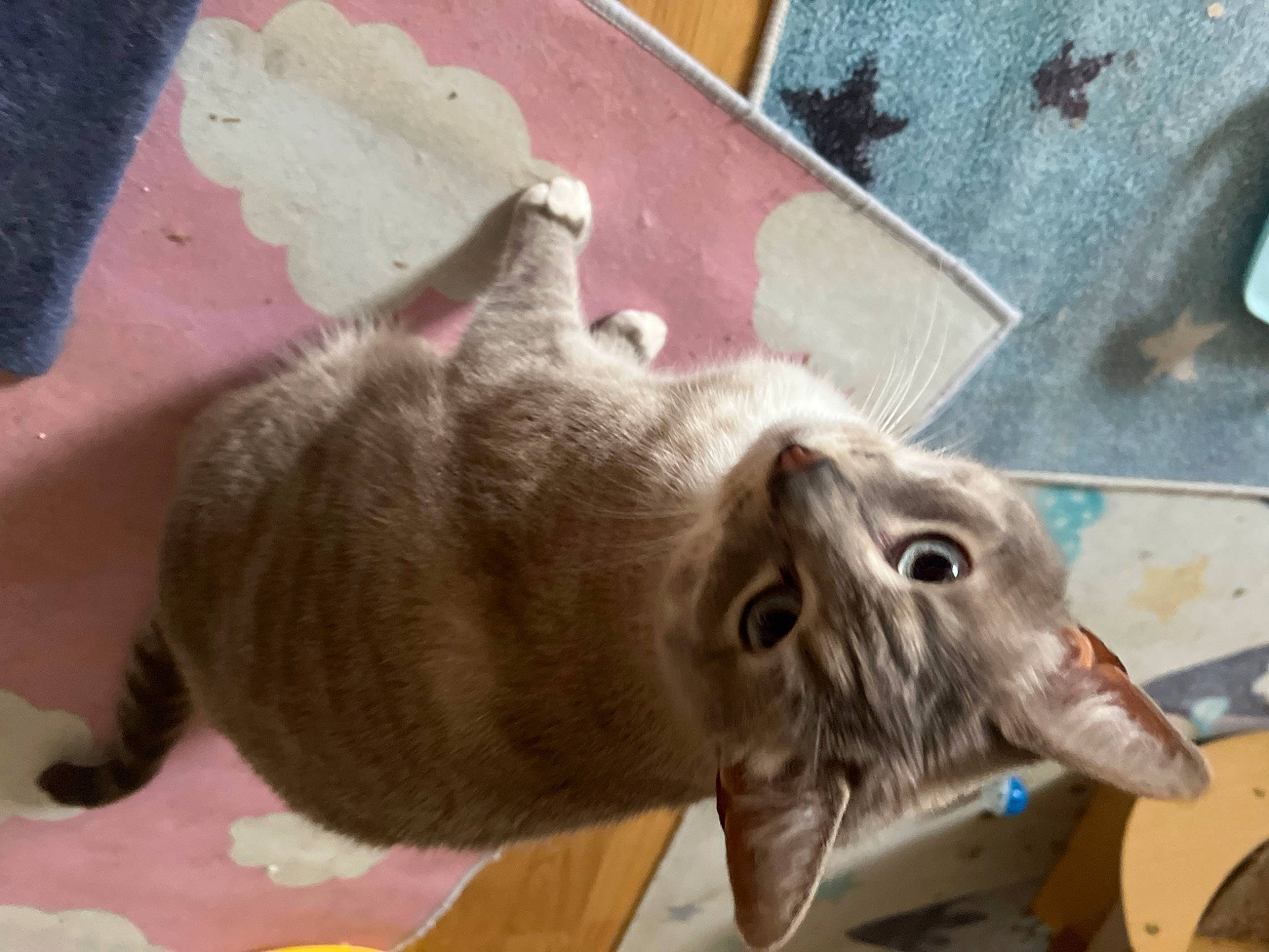 Chiara participe au concours pour gagner de l'argent avec cette photo : carnivore, cat, domestic_short_haired_cat, felidae, fur, small_to_medium_sized_cats, snout, tail, whiskers, window