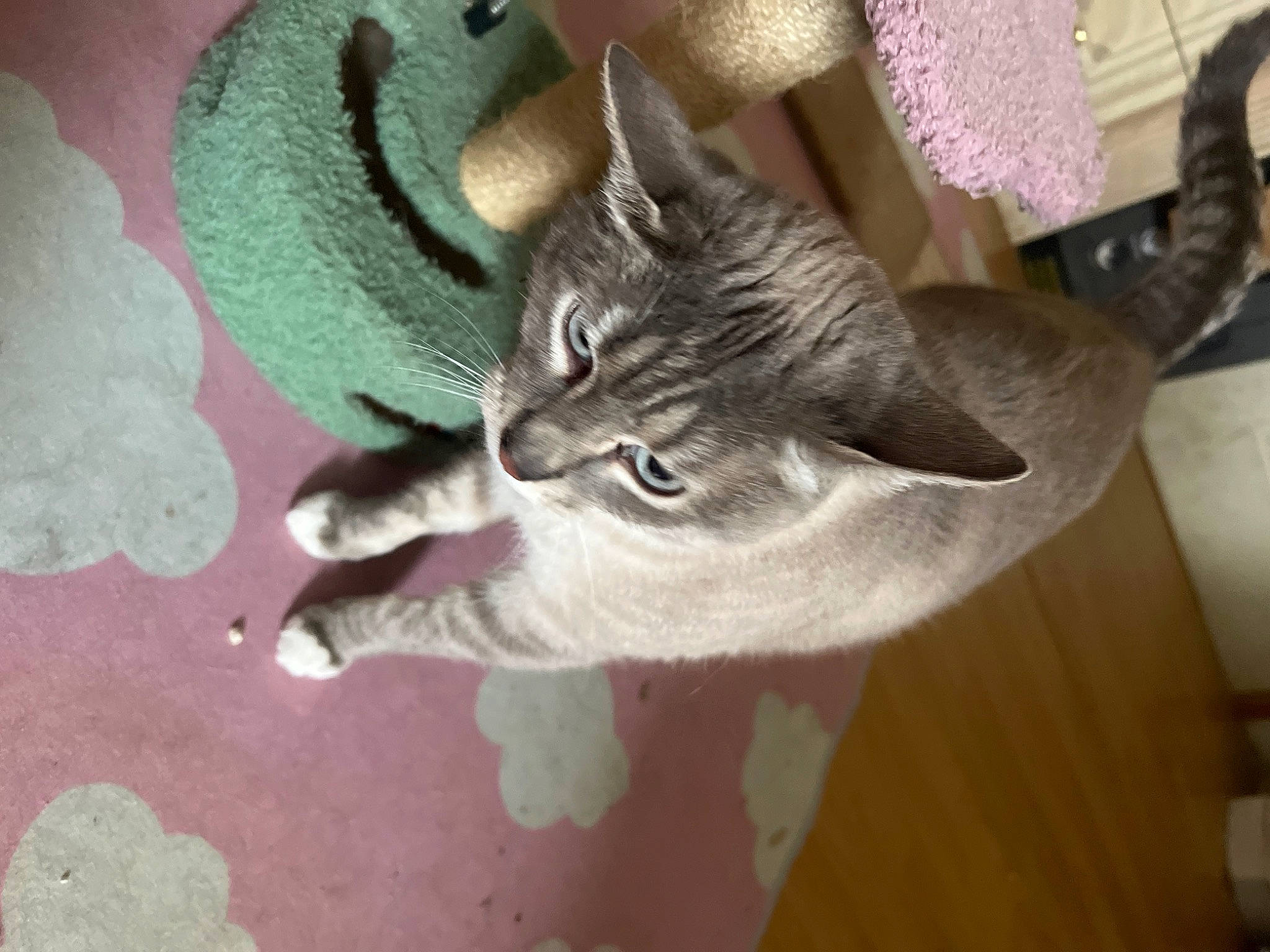 Chiara participe au concours pour gagner de l'argent avec cette photo : carnivore, cat, claw, comfort, domestic_short_haired_cat, eye, felidae, flooring, fur, grey, hardwood, paw, plant, russian_blue, small_to_medium_sized_cats, snout, tail, whiskers, wood