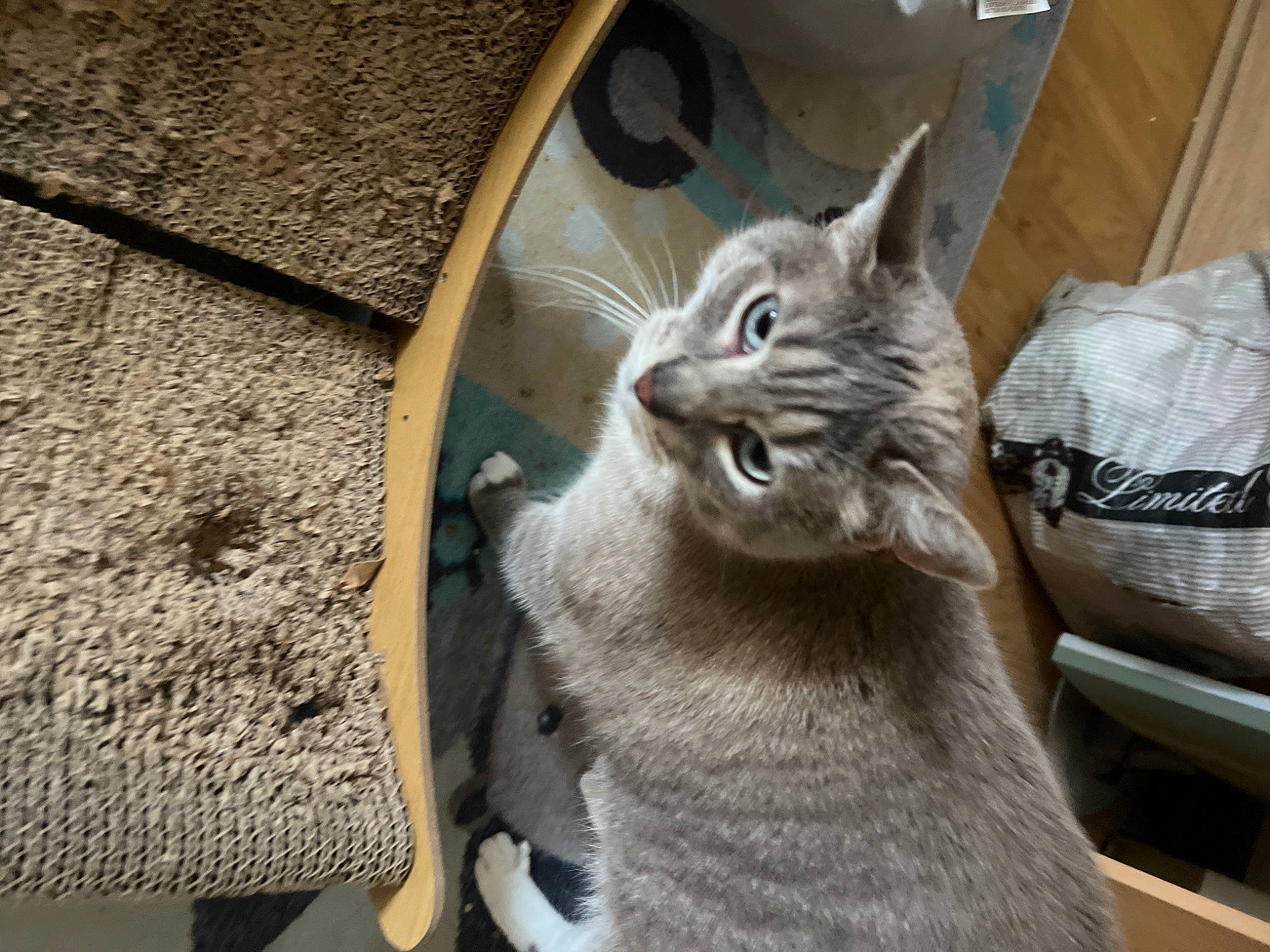 Chiara participe au concours pour gagner de l'argent avec cette photo : carnivore, cat, cat_supply, claw, domestic_short_haired_cat, door, fang, felidae, fur, grey, metal, paw, plastic_bag, small_to_medium_sized_cats, snout, tail, whiskers, window, wood