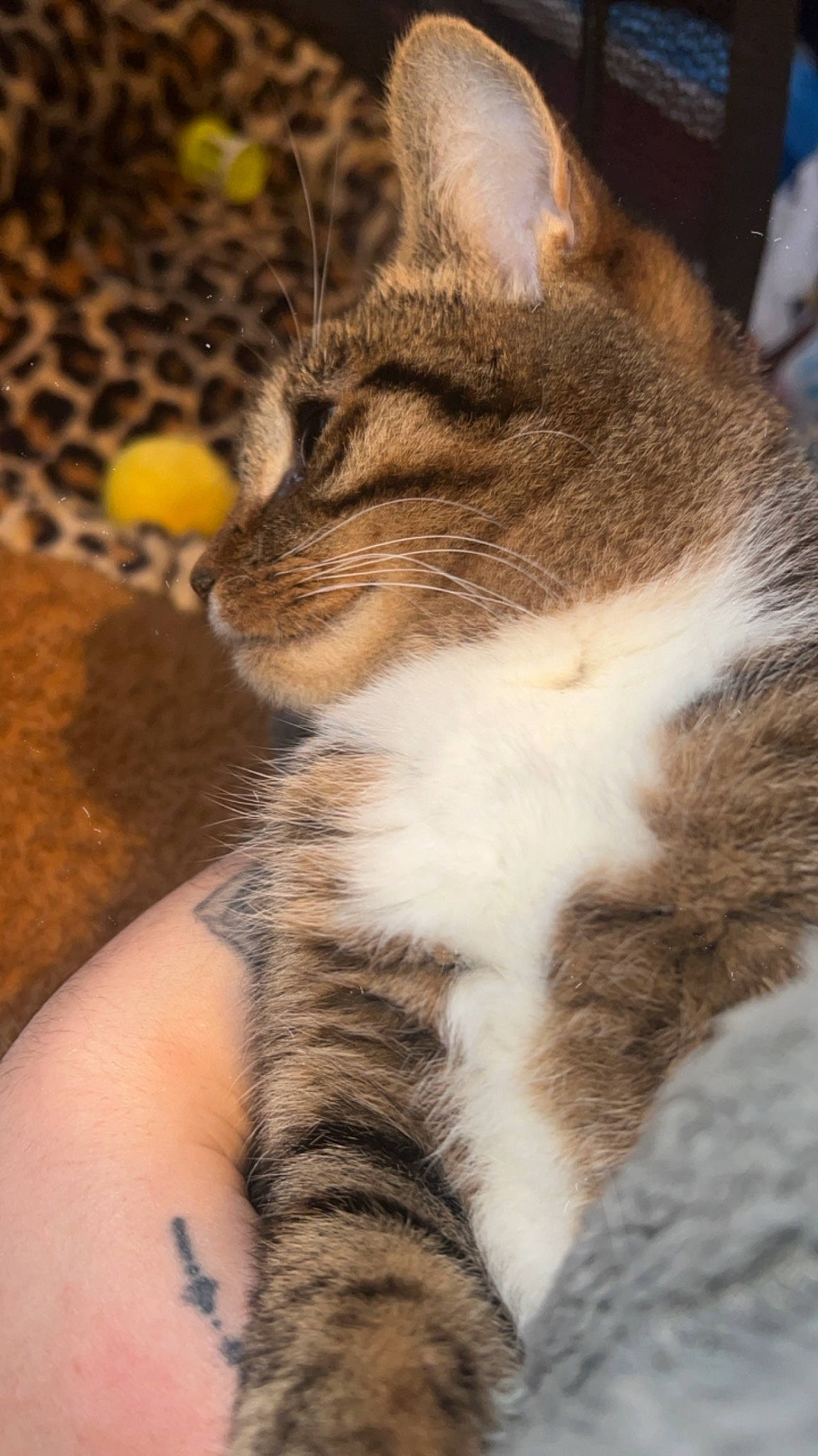 Caline participe au concours pour gagner de l'argent avec cette photo : carnivore, cat, claw, domestic_short_haired_cat, fawn, felidae, fur, grass, mammal, paw, sitting, small_to_medium_sized_cats, snout, tail, terrestrial_animal, tree, whiskers, wildlife