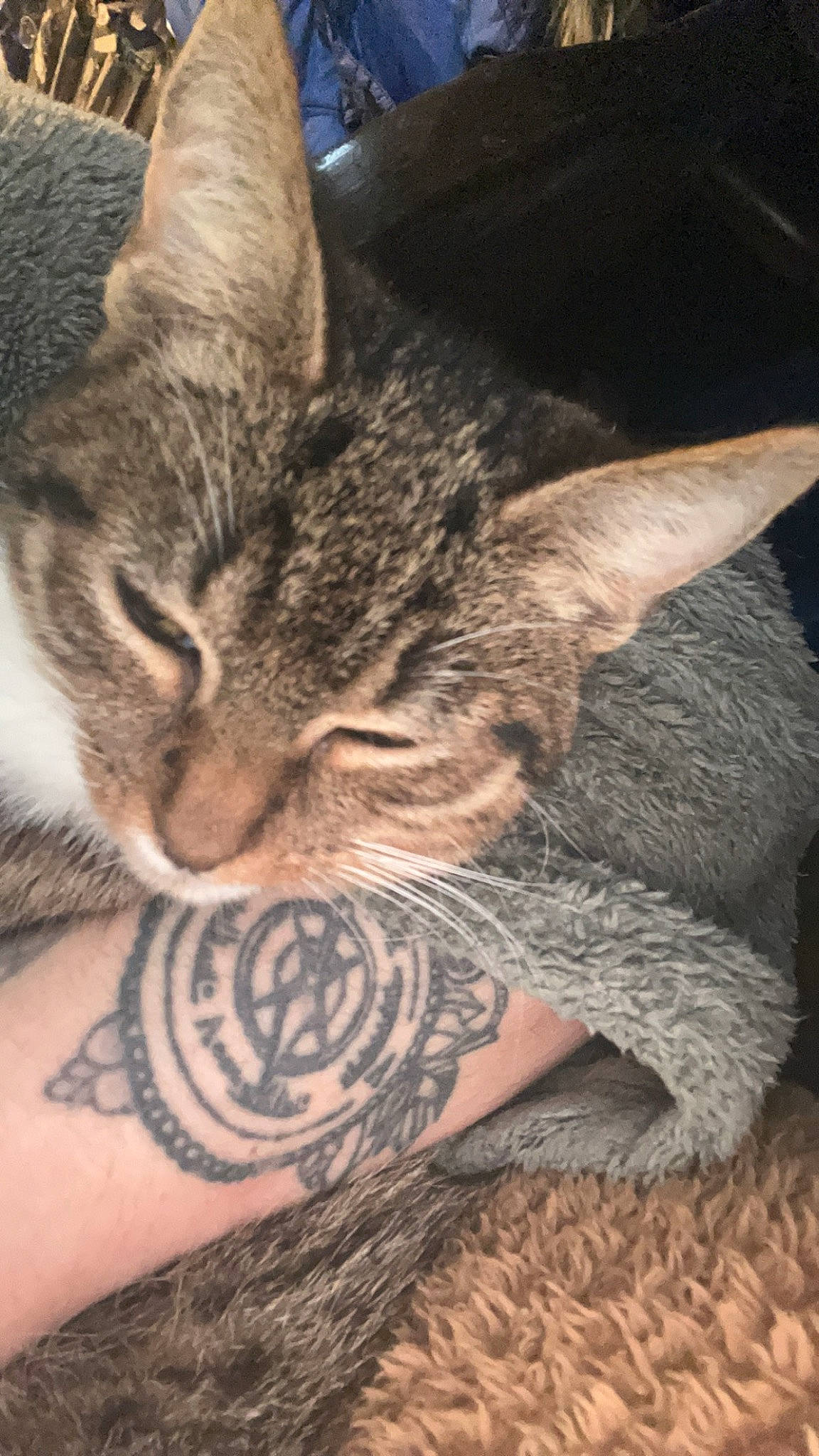 Caline a rejoint le concours — aidez-le/la à gagner de superbes lots ! carnivore, cat, close_up, comfort, domestic_short_haired_cat, ear, fawn, felidae, fur, human_leg, nail, nap, pattern, paw, small_to_medium_sized_cats, snout, temporary_tattoo, terrestrial_animal, whiskers, wildlife