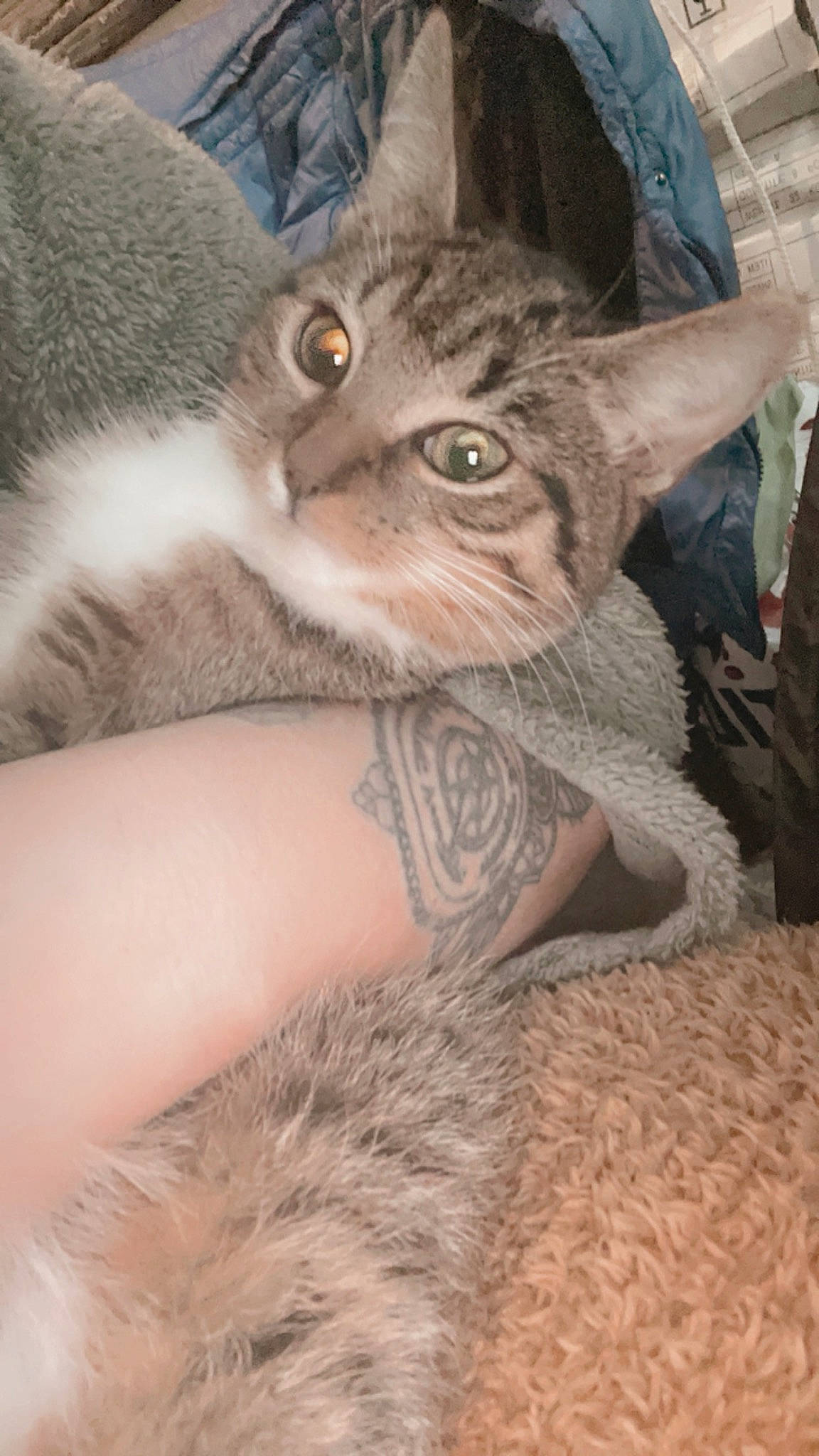 Caline participe au concours pour gagner de l'argent avec cette photo : carnivore, cat, claw, comfort, domestic_short_haired_cat, ear, fawn, felidae, fur, gesture, paw, small_to_medium_sized_cats, snout, tail, terrestrial_animal, whiskers, wildlife