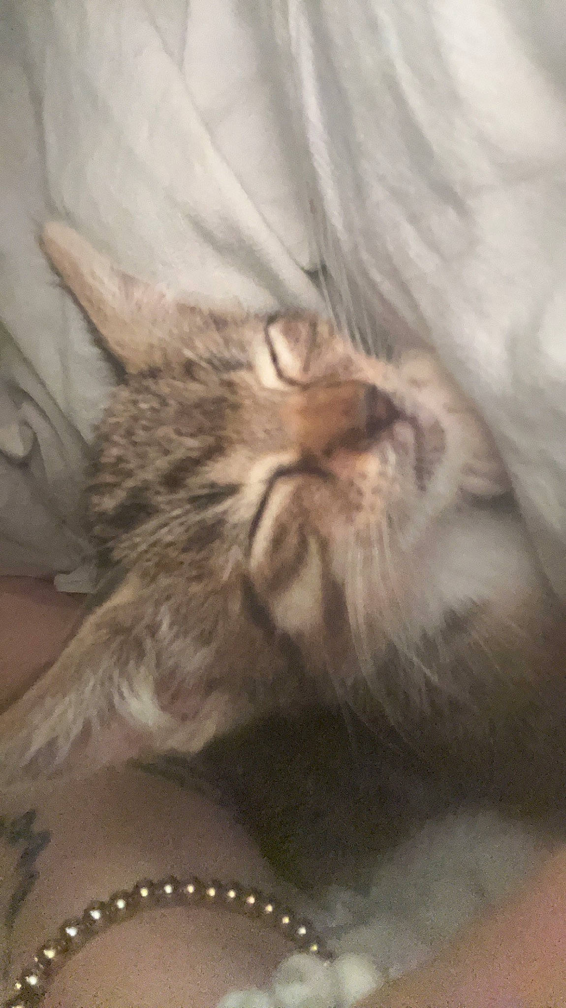 Caline participe au concours pour gagner de l'argent avec cette photo : carnivore, cat, claw, cloud, comfort, domestic_short_haired_cat, fawn, felidae, fur, jewellery, maine_coon, paw, plant, small_to_medium_sized_cats, snout, tail, terrestrial_animal, whiskers, wood