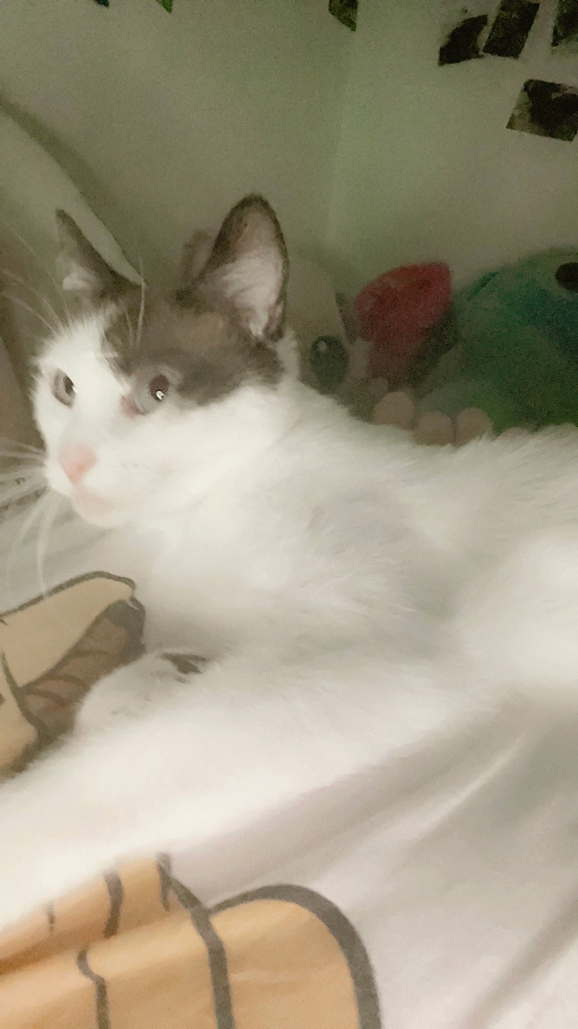 Belle a rejoint le concours — aidez-le/la à gagner de superbes lots ! box, carnivore, cat, comfort, domestic_short_haired_cat, ear, fawn, felidae, foot, fur, paw, small_to_medium_sized_cats, snout, tail, whiskers