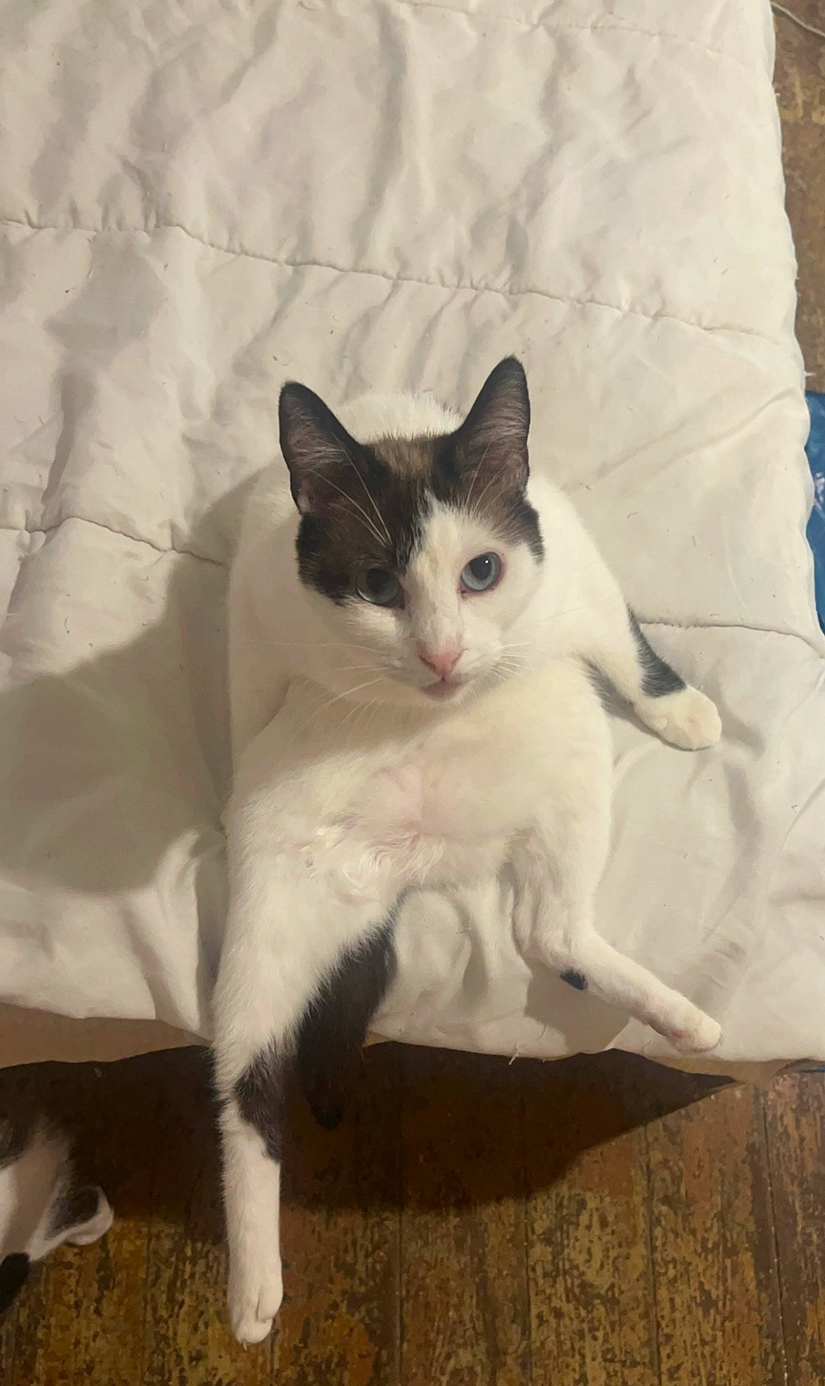 Belle a rejoint le concours — aidez-le/la à gagner de superbes lots ! carnivore, cat, comfort, domestic_short_haired_cat, fawn, felidae, foot, formal_wear, fur, hardwood, human_leg, linens, paw, sitting, small_to_medium_sized_cats, snout, tail, tree, whiskers, wood