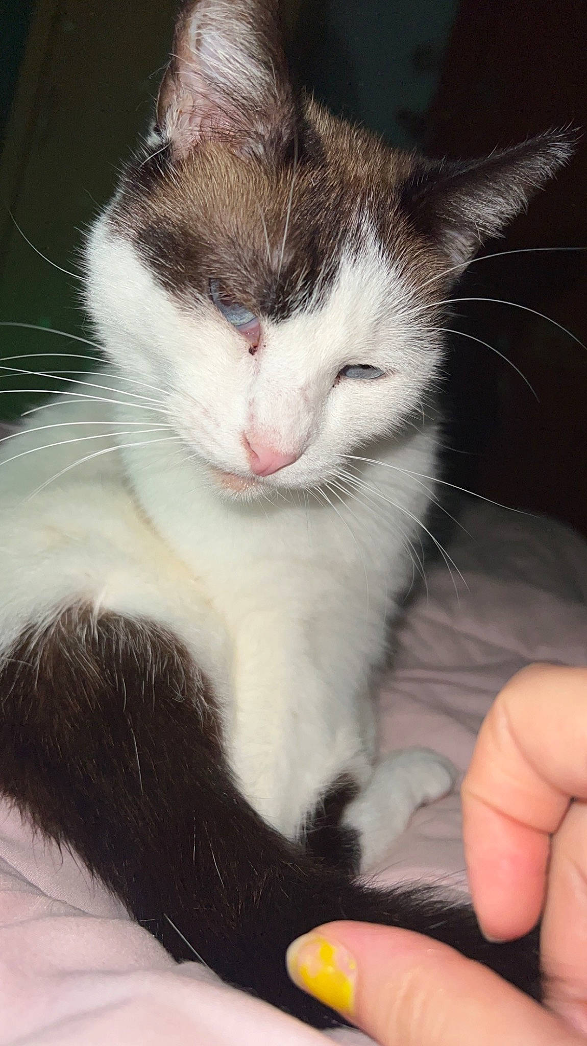 Belle a rejoint le concours — aidez-le/la à gagner de superbes lots ! carnivore, cat, claw, comfort, domestic_short_haired_cat, ear, eye, felidae, finger, fur, gesture, hand, head, nail, paw, sky, small_to_medium_sized_cats, snout, tail, whiskers