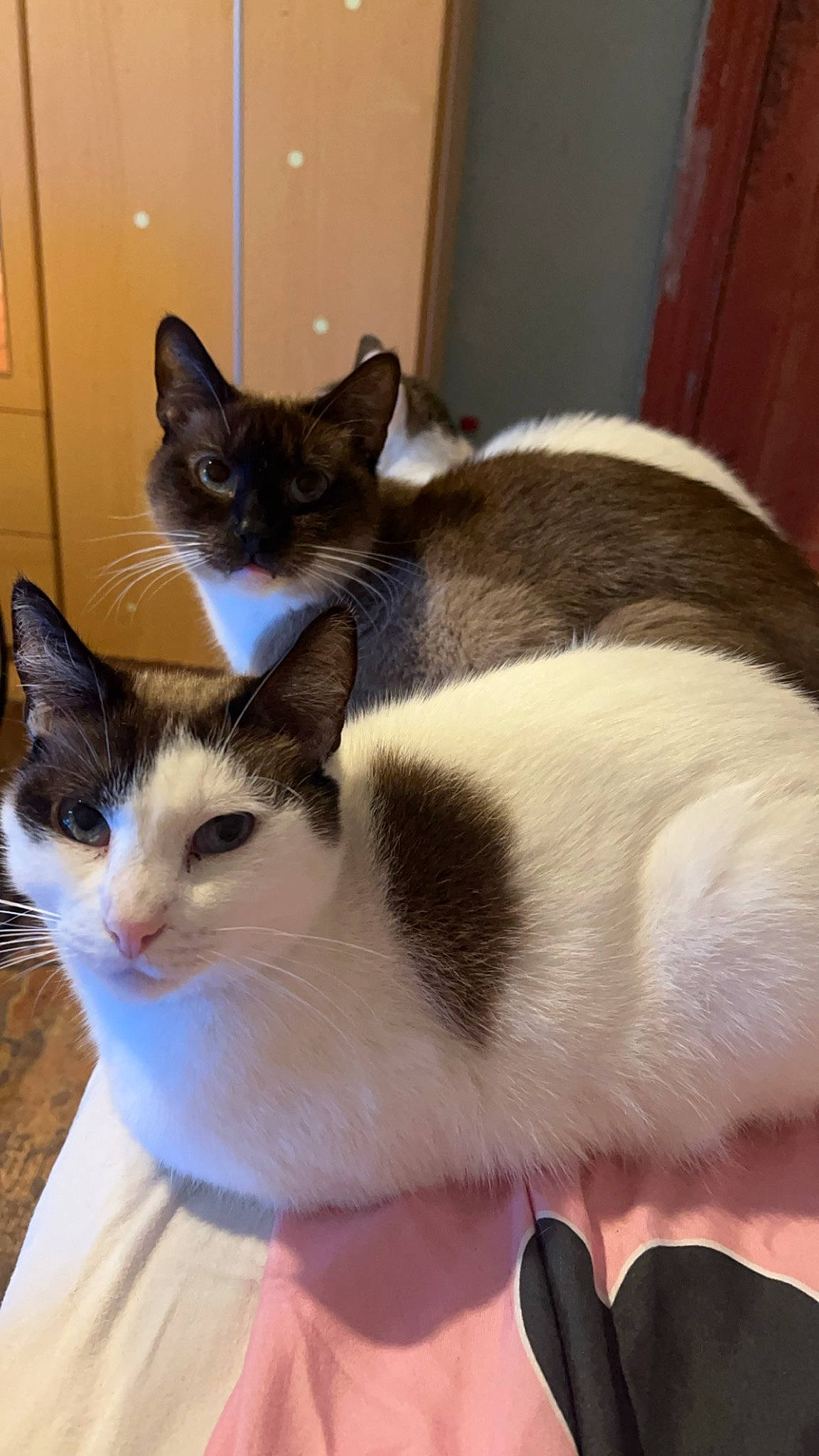 Belle participe au concours pour gagner de l'argent avec cette photo : box, carnivore, cat, cat_supply, comfort, domestic_short_haired_cat, felidae, flooring, fur, hardwood, paw, pet_supply, small_to_medium_sized_cats, snout, tail, whiskers, wood