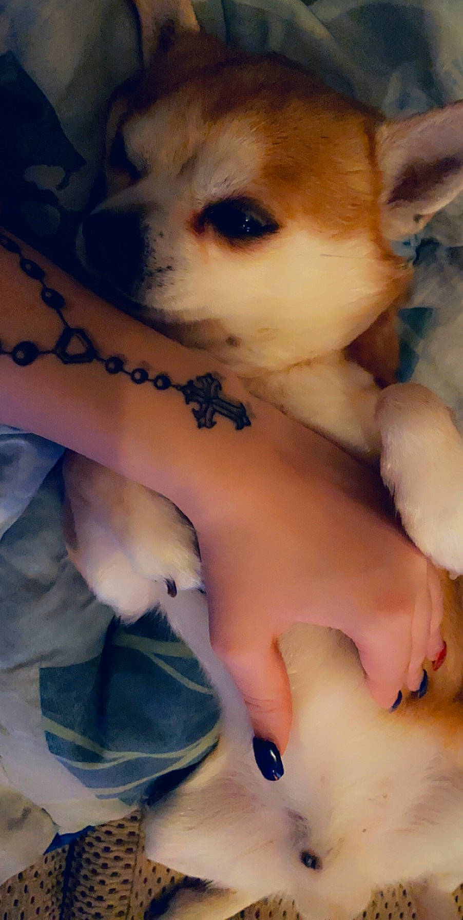 Falco a rejoint le concours — aidez-le/la à gagner de superbes lots ! canidae, cheek, dog_breed, ear, fawn, skin