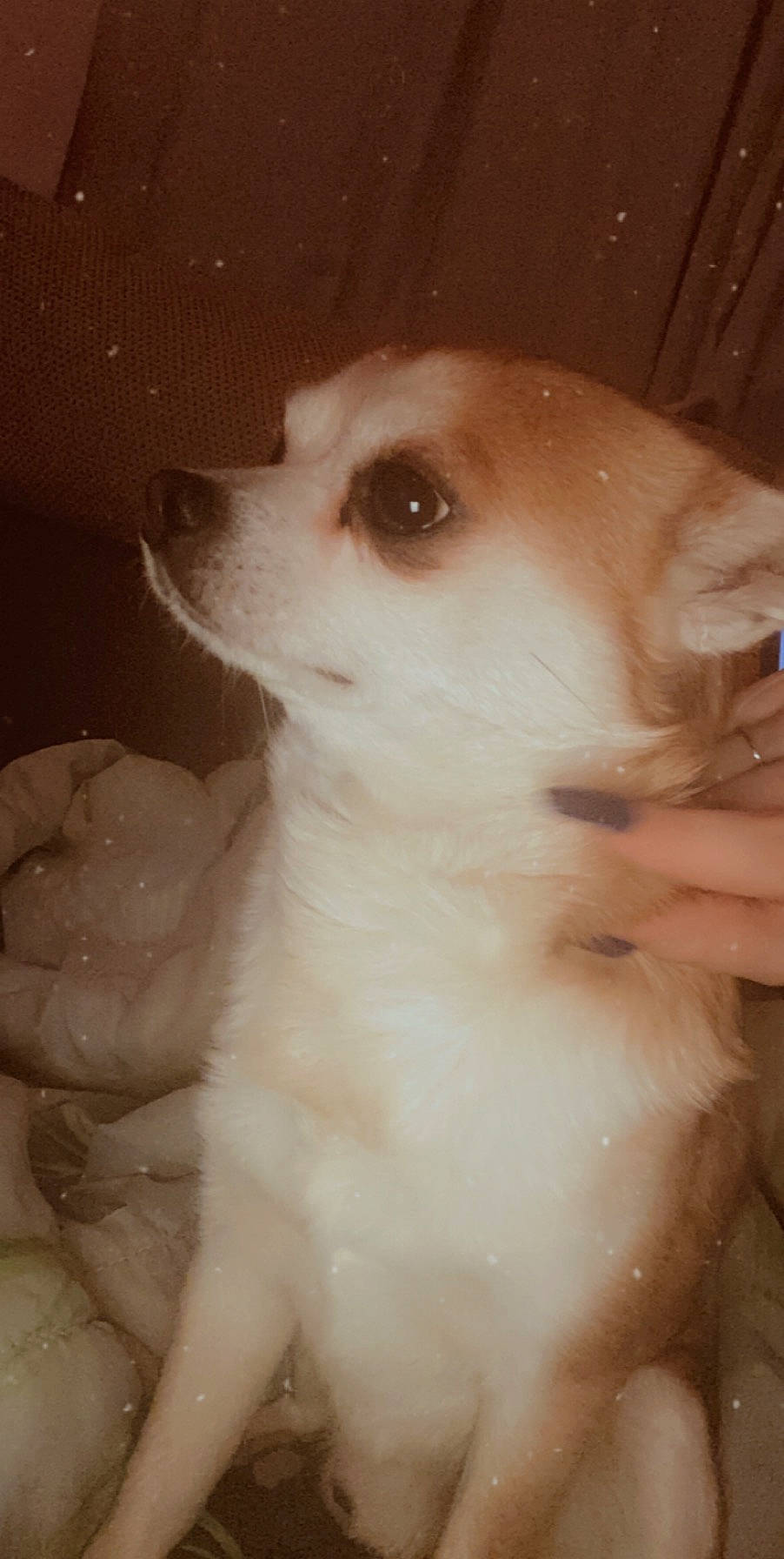 Falco participe au concours pour gagner de l'argent avec cette photo : canidae, carnivore, companion_dog, dog, dog_breed, fawn, japanese_spitz, mammal, non_sporting_group, nose, pomeranian, puppy, rare_breed_dog, skin, spitz, toy_dog, volpino_italiano