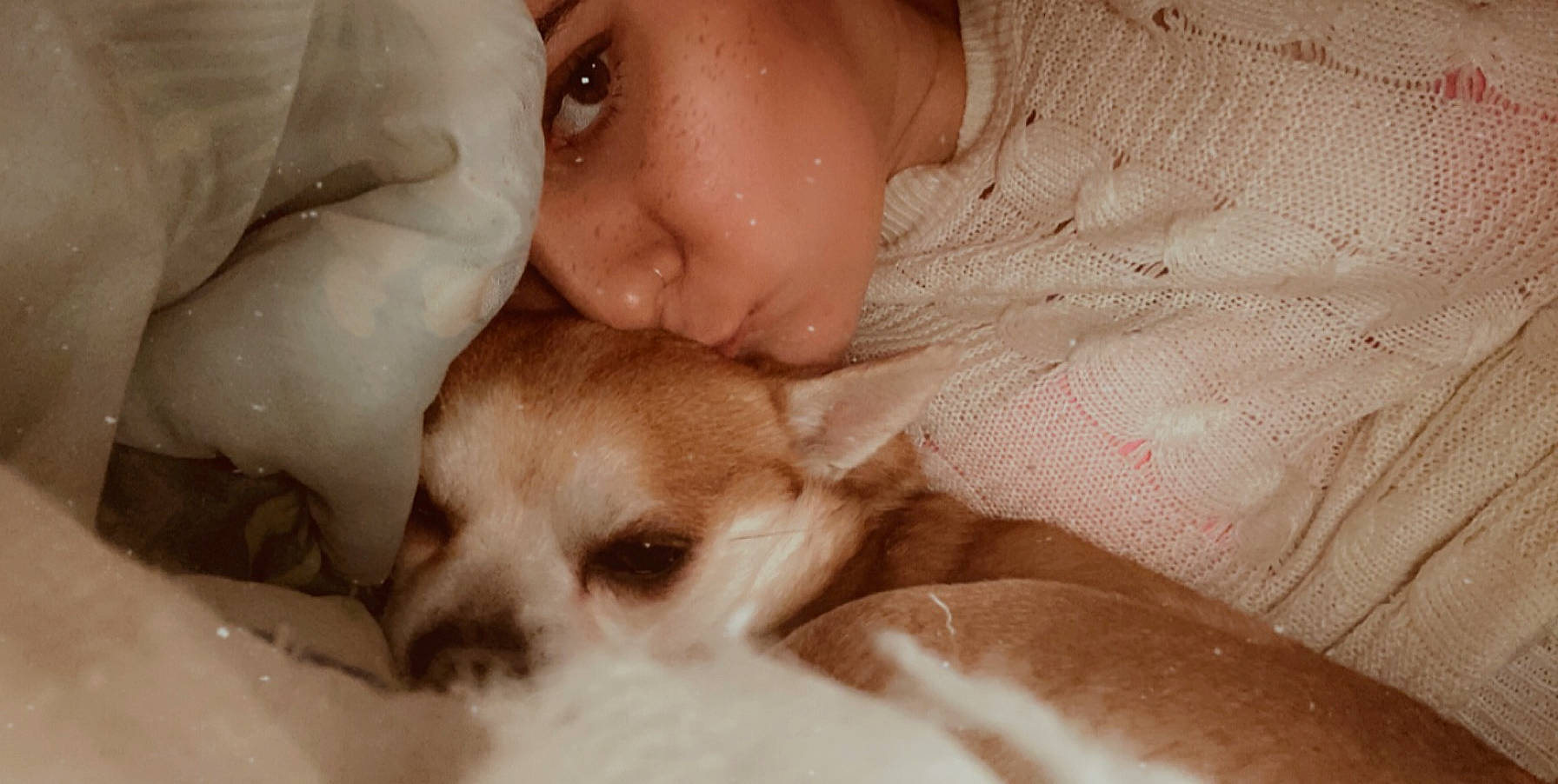 Falco participe au concours pour gagner de l'argent avec cette photo : canidae, carnivore, chihuahua, companion_dog, corgi_chihuahua, dog, dog_breed, ear, fawn, mammal, nose, puppy, puppy_love, skin, snout, toy_dog