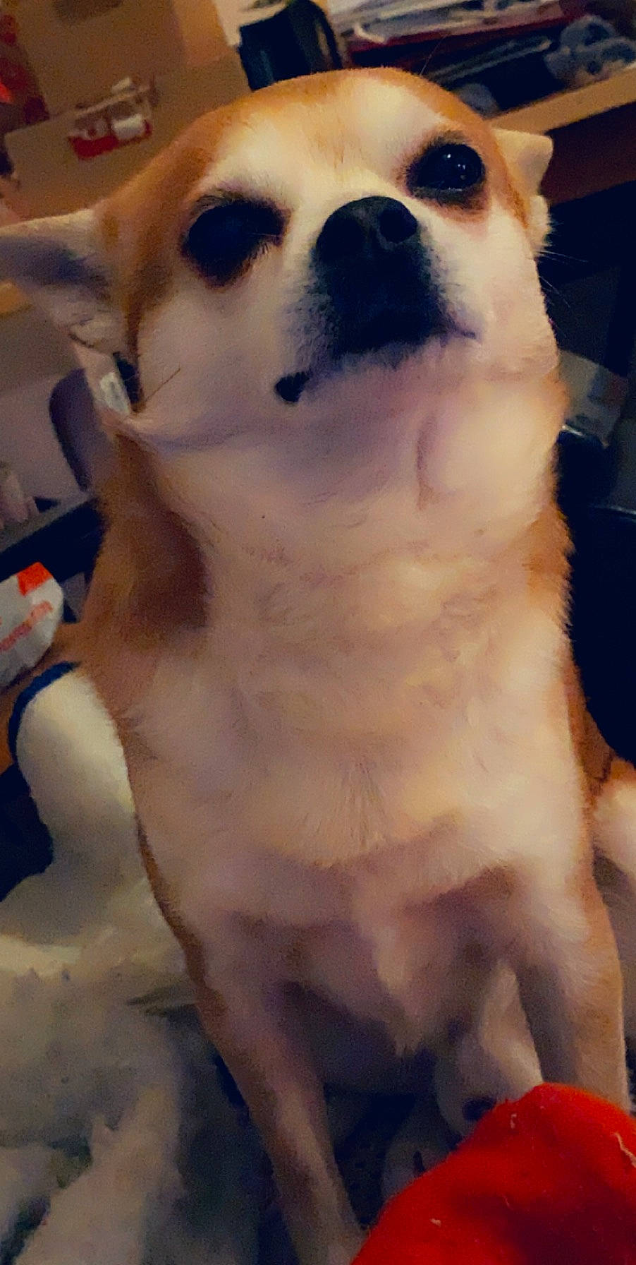 Falco participe au concours pour gagner de l'argent avec cette photo : ancient_dog_breeds, canidae, carnivore, companion_dog, dog, dog_breed, eye, fawn, mammal, mouth, non_sporting_group, nose, puppy, puppy_love, snout, sporting_group, vertebrate, whiskers