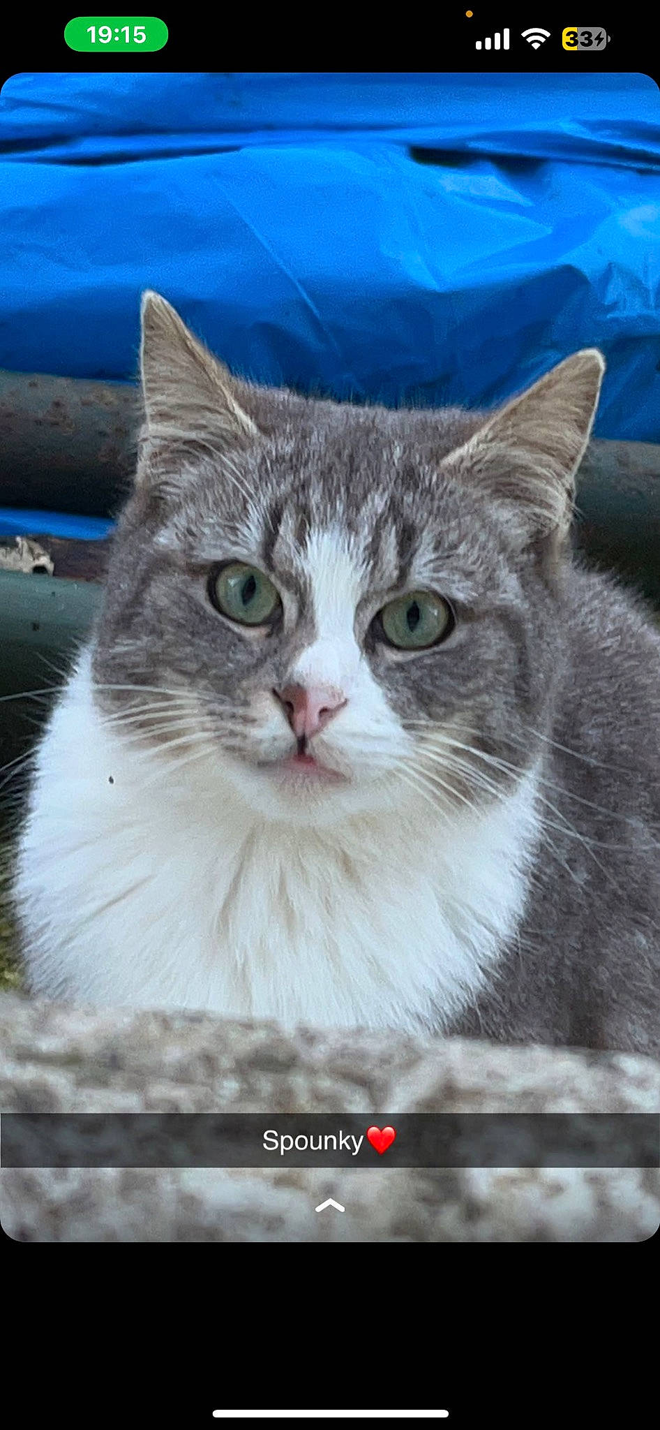 Spounky participe au concours pour gagner de l'argent avec cette photo : carnivore, cat, collar, domestic_short_haired_cat, door, eye, felidae, fur, iris, paw, photo_caption, small_to_medium_sized_cats, snout, terrestrial_animal, tree, whiskers, window, windshield