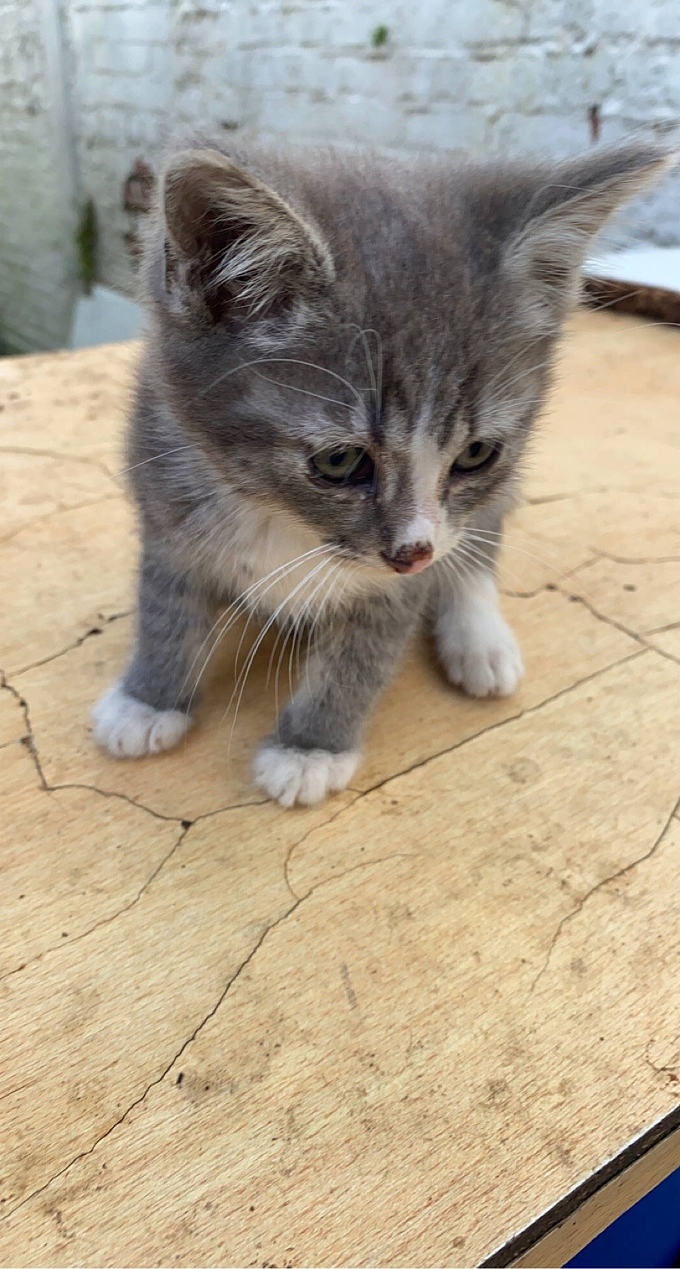 Spounky participe au concours pour gagner de l'argent avec cette photo : carnivore, cat, claw, domestic_short_haired_cat, felidae, flooring, fur, hardwood, paw, small_to_medium_sized_cats, tail, terrestrial_animal, whiskers, window, wood