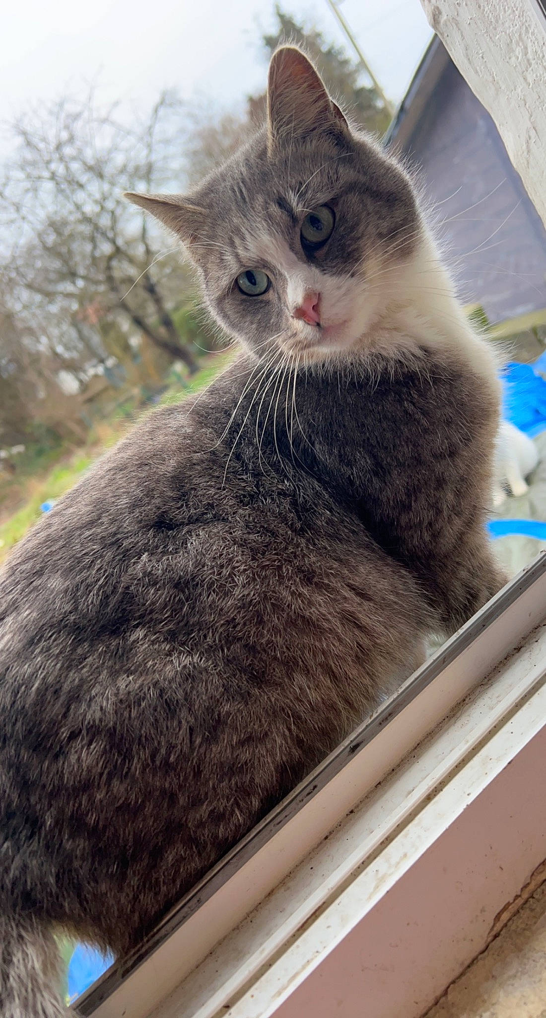 Spounky a rejoint le concours — aidez-le/la à gagner de superbes lots ! carnivore, cat, domestic_short_haired_cat, fawn, felidae, fur, glass, metal, paw, sitting, small_to_medium_sized_cats, snout, tail, tree, whiskers, window