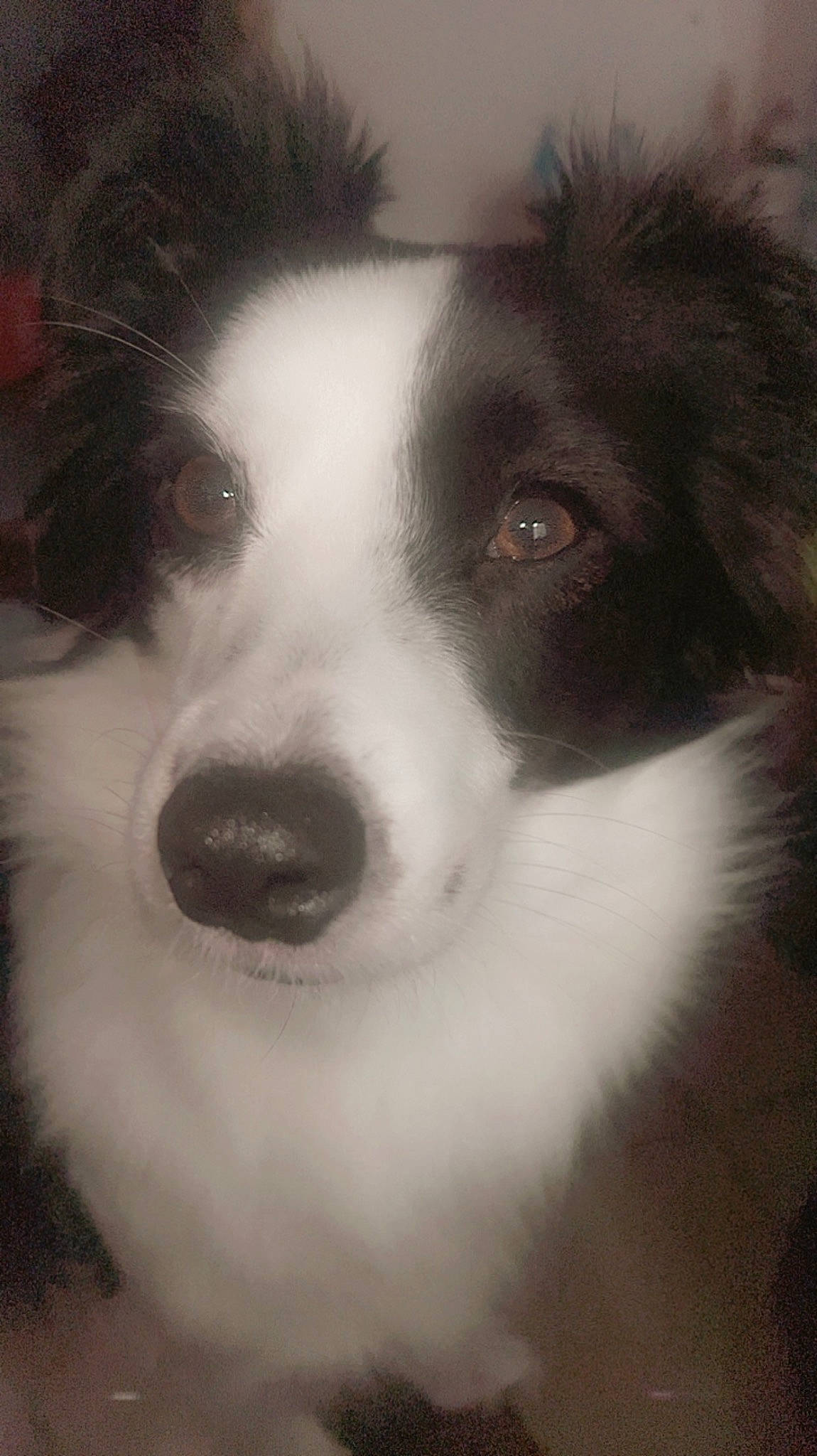 Perla participe au concours pour gagner de l'argent avec cette photo : ancient_dog_breeds, art, australian_collie, border_collie, bored, carnivore, companion_dog, dog, dog_breed, fur, herding_dog, miniature_australian_shepherd, monochrome, monochrome_photography, snout, sporting_group, terrestrial_animal, whiskers, working_animal, working_dog