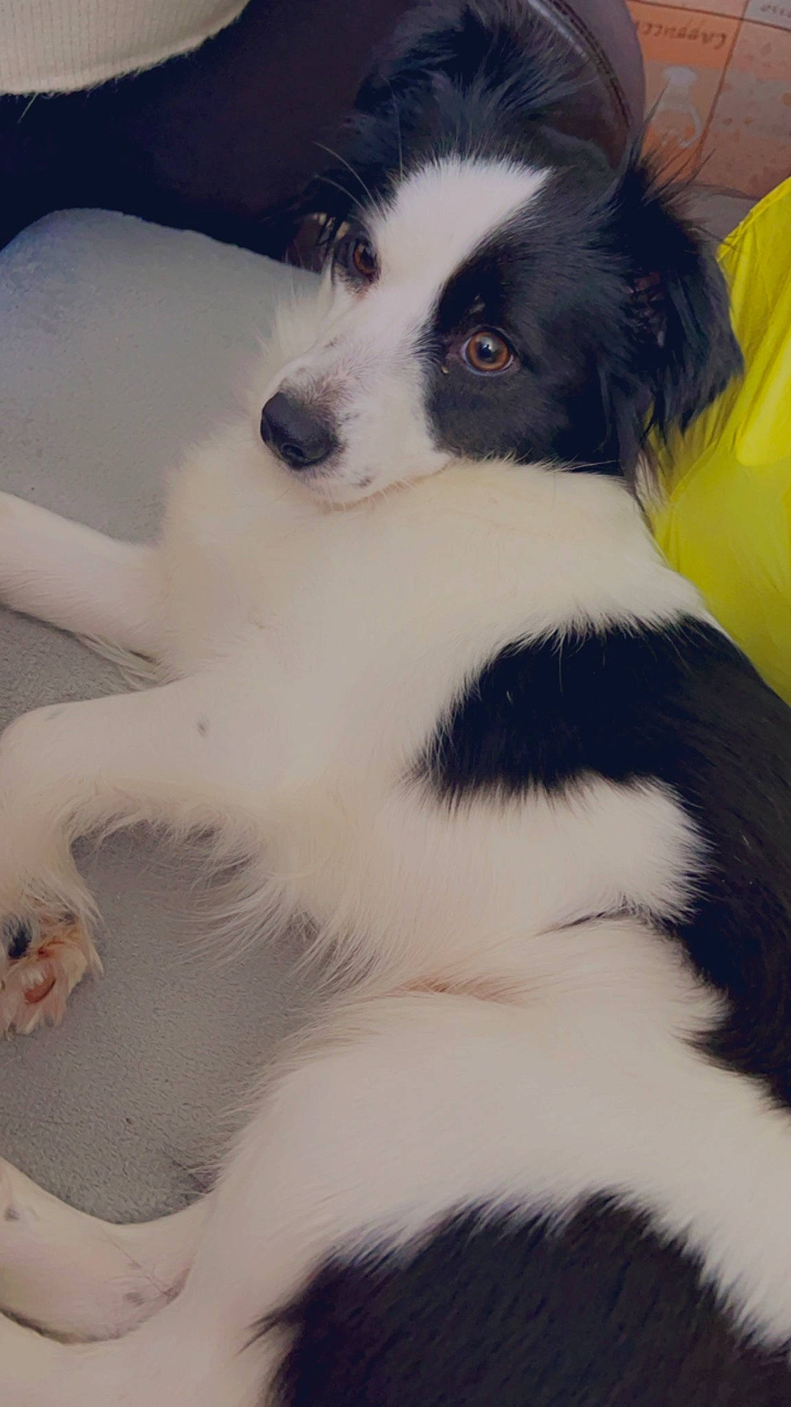 Perla participe au concours pour gagner de l'argent avec cette photo : border_collie, canidae, carnivore, collar, companion_dog, dog, dog_breed, fur, gun_dog, herding_dog, landseer, mammal, snout, sporting_group, texas_heeler, toy_dog, vertebrate, whiskers, working_animal, working_dog