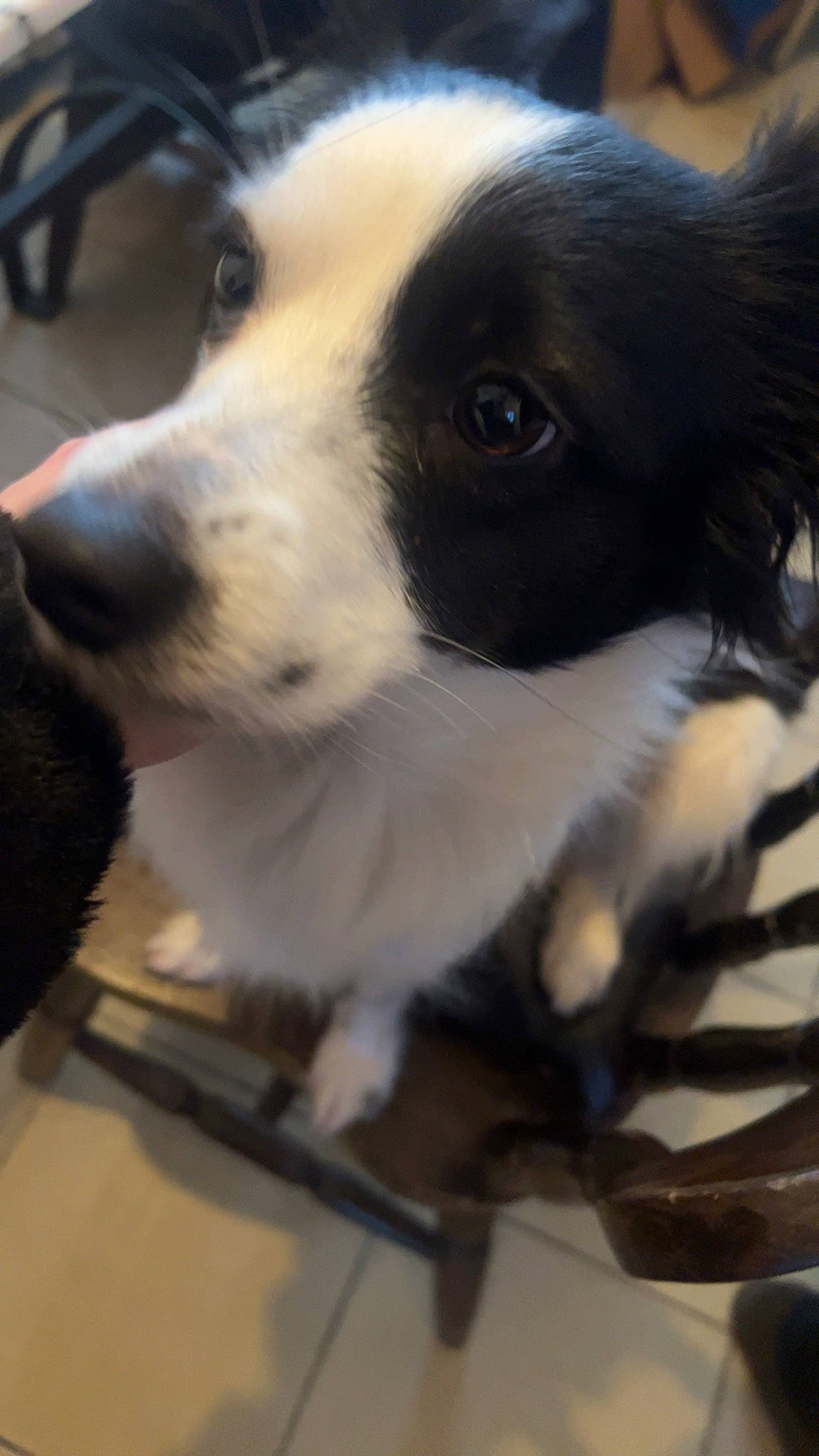 Perla participe au concours pour gagner de l'argent avec cette photo : border_collie, canidae, carnivore, collar, companion_dog, dog, dog_breed, dog_collar, fur, herding_dog, paw, sporting_group, toy_dog, whiskers, working_animal, working_dog