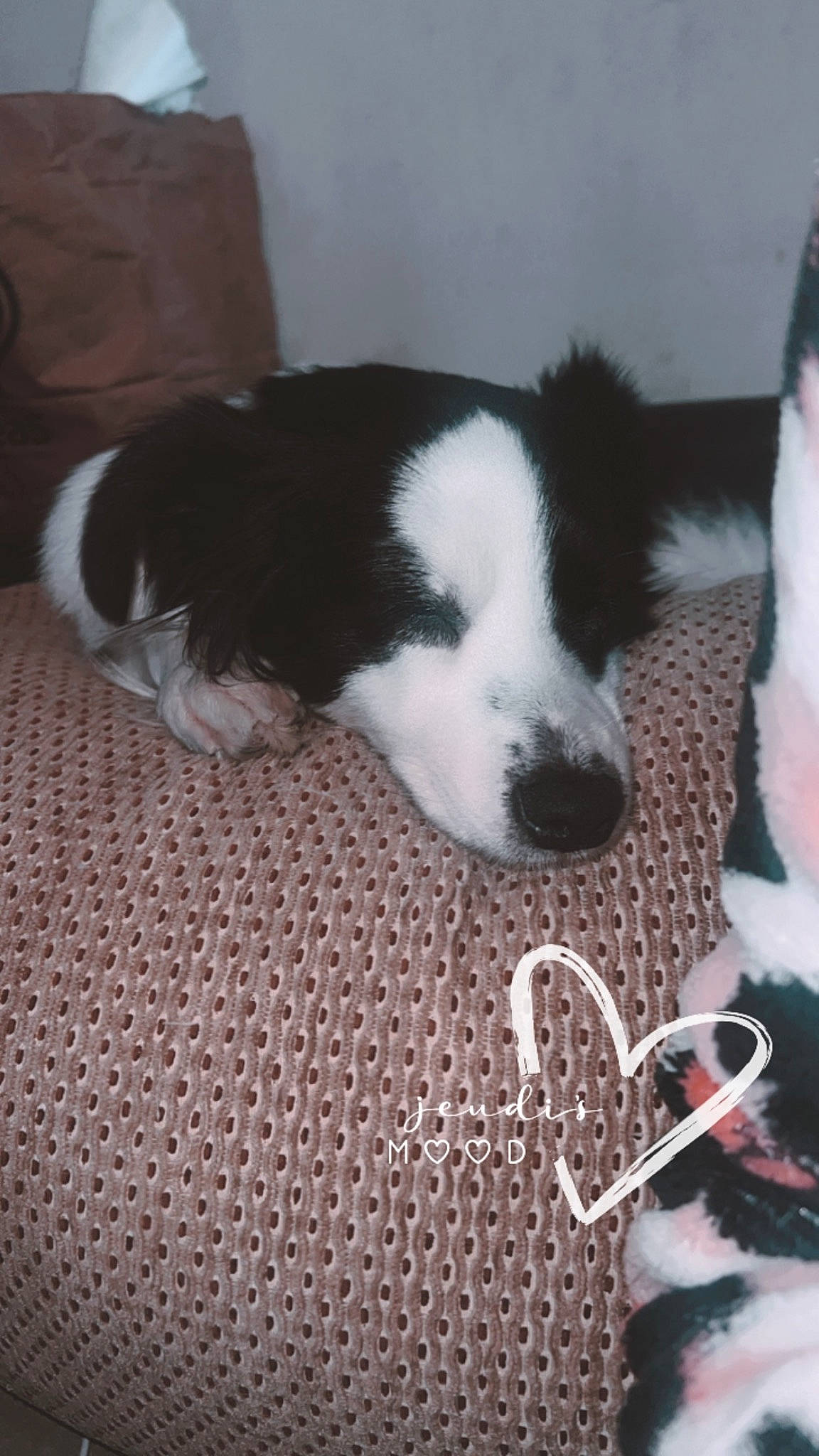 Perla participe au concours pour gagner de l'argent avec cette photo : canidae, carmine, carnivore, collar, comfort, companion_dog, dog, dog_breed, fur, herding_dog, mammal, non_sporting_group, paw, snout, sporting_group, whiskers, working_animal, working_dog