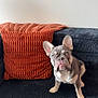 dog, french_bulldog, puppy, couch, pillow, blanket, indoor, pet, animal, fur, ears, face, looking, home, cozy, carpet, wall, cute, sitting, domestic