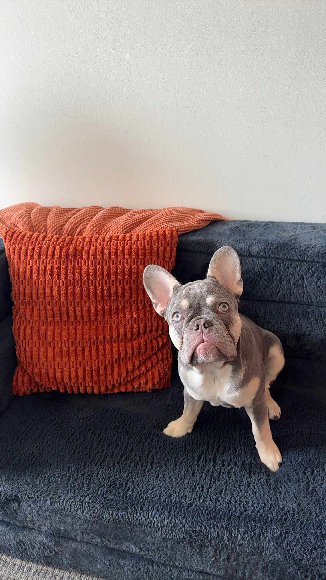 Harvey is registered to the contest to win money with this photo: dog, french_bulldog, puppy, couch, pillow, blanket, indoor, pet, animal, fur, ears, face, looking, home, cozy, carpet, wall, cute, sitting, domestic