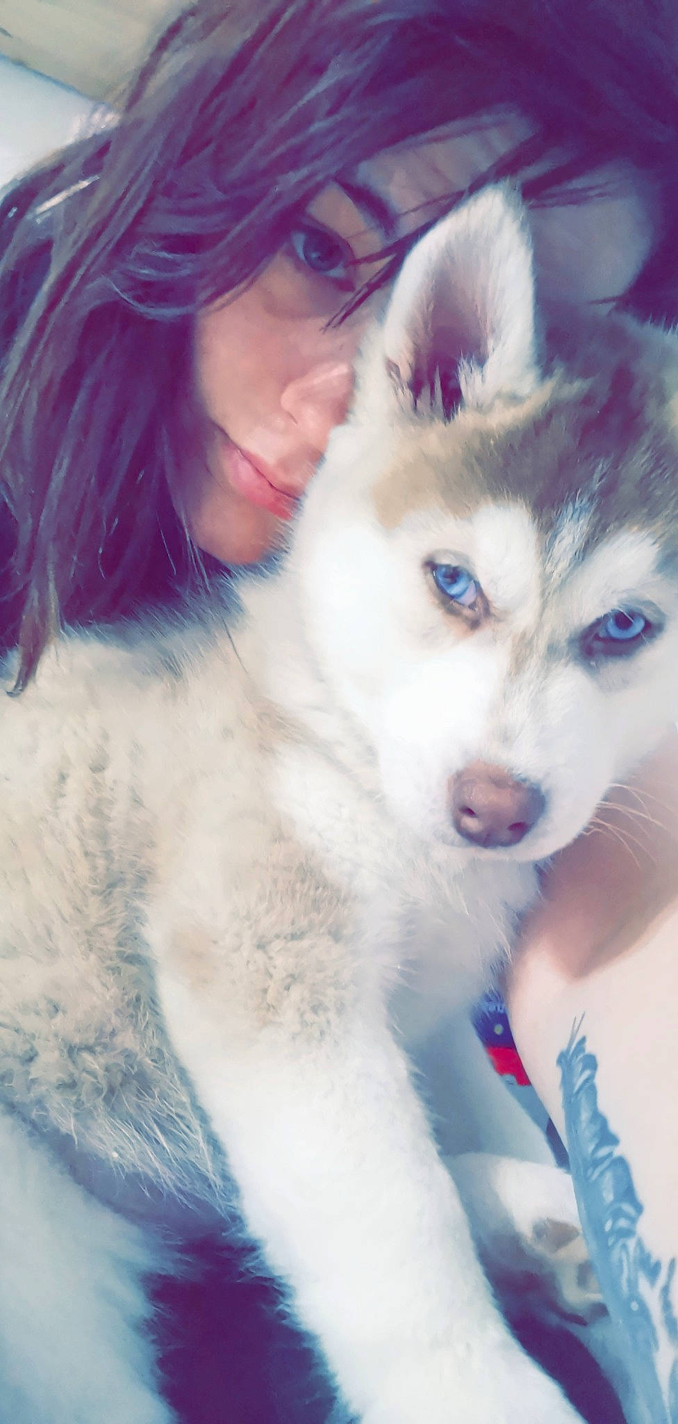 Amarok participe au concours pour gagner de l'argent avec cette photo : alaskan_klee_kai, alaskan_malamute, canadian_eskimo_dog, canidae, carnivore, dog, dog_breed, eye, fur, greenland_dog, iris, mammal, miniature_siberian_husky, native_american_indian_dog, nose, sakhalin_husky, siberian_husky, sled_dog, tamaskan_dog, wolfdog