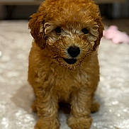 Morag is registered to the contest to win money with this photo: adorable, animal, brown, carpet, closeup, curly_fur, cute, dog, domestic, face, friendly, fur, indoor, mammal, pet, puppy, sitting, small, soft, young