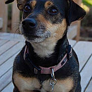 Pixie joined the competition — help win amazing prizes!