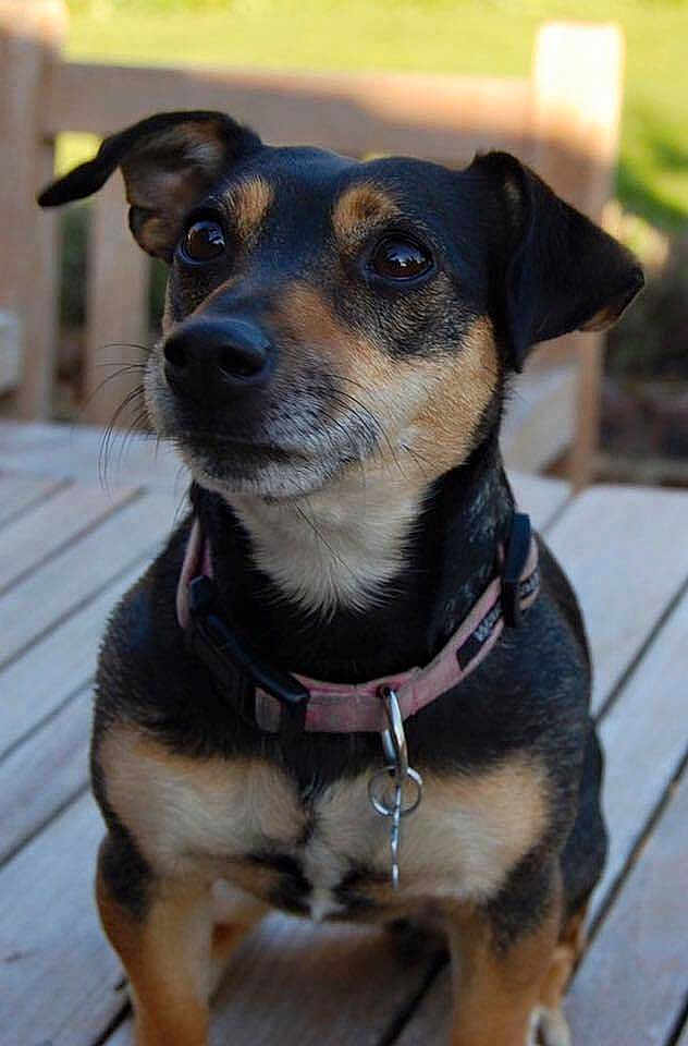 Pixie