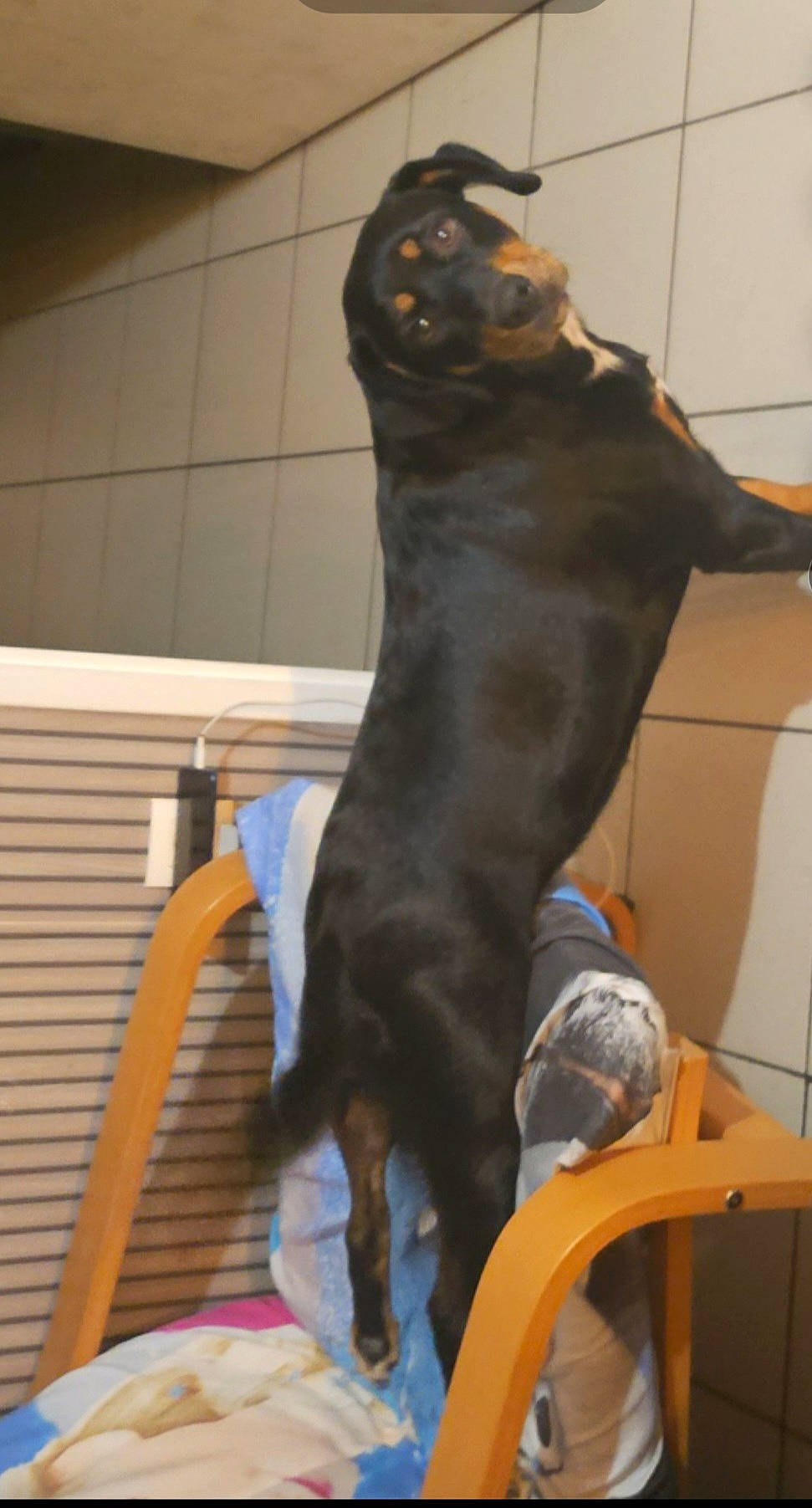 accessories, animal, boy, canine, chair, child, cushion, dog, furniture, homedecor, hound, indoors, interiordesign, labradorretriever, male, person, pet, plywood, puppy, wood