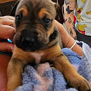 Ezekiel is registered to the contest to win money with this photo: puppy, dog, close_up, blanket, hand, tattoo, person, shirt, indoor, furry, cute, animal, pet, cozy, soft, young, brown, black, holding, comfort