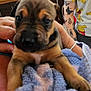 puppy, dog, close_up, blanket, hand, tattoo, person, shirt, indoor, furry, cute, animal, pet, cozy, soft, young, brown, black, holding, comfort