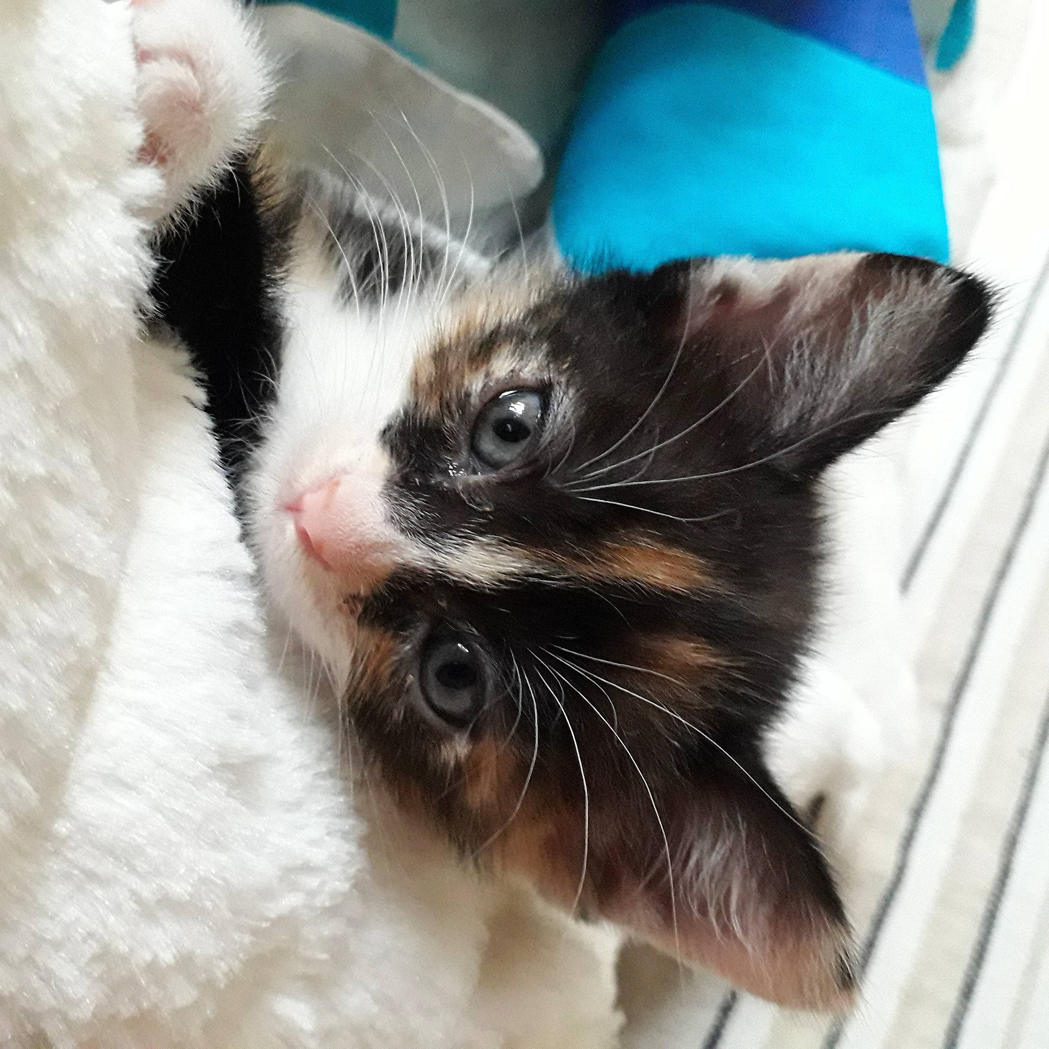 Kyara