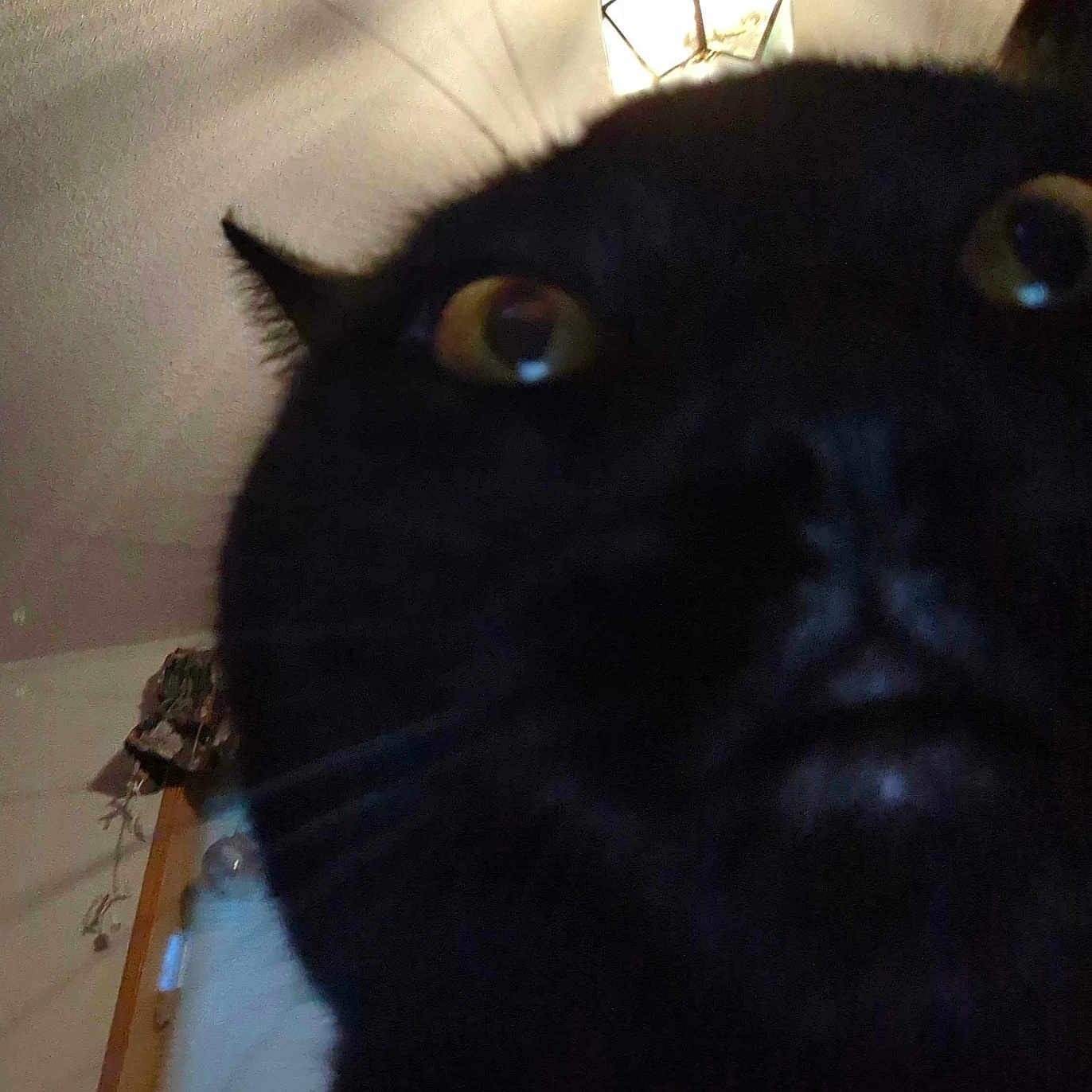 Beebo is registered to the contest to win money with this photo: animal, black_cat, cat, ceiling_light, close_up, curious, curtain, domestic, ears, eyes, face, furry, home, indoor, nose, pet, portrait, shadow, whiskers, window