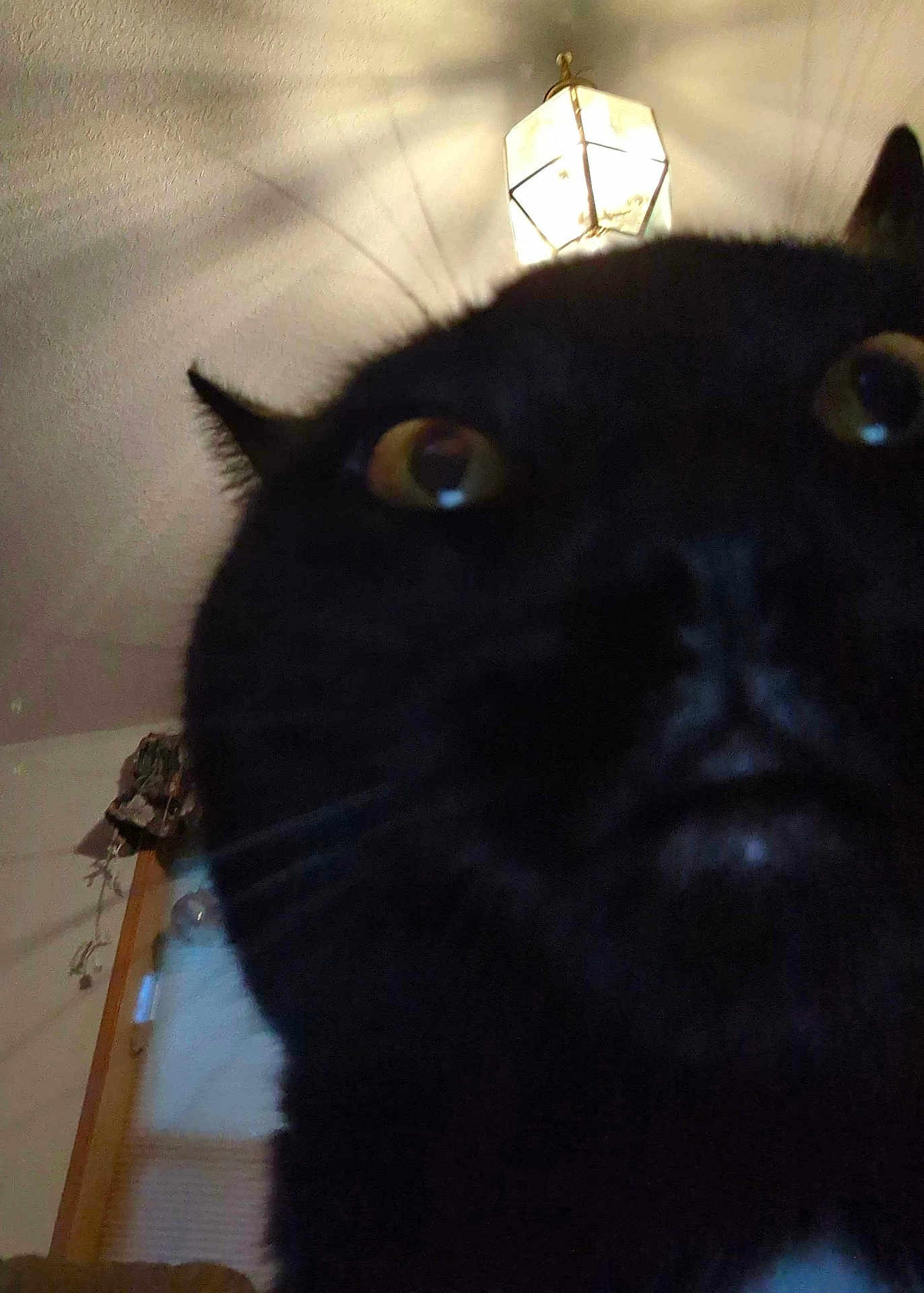 Beebo is registered to the contest to win money with this photo: cat, black_cat, close_up, indoor, pet, whiskers, eyes, curious, ceiling_light, shadow, window, curtain, furry, animal, face, nose, ears, home, domestic, portrait