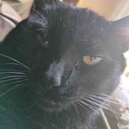 Beebo is registered to the contest to win money with this photo: cat, black_cat, close_up, whiskers, pet, animal, feline, indoor, soft_light, blur, face, fur, ears, eyes, cozy, cute, domestic_animal, portrait, mammal, whisker